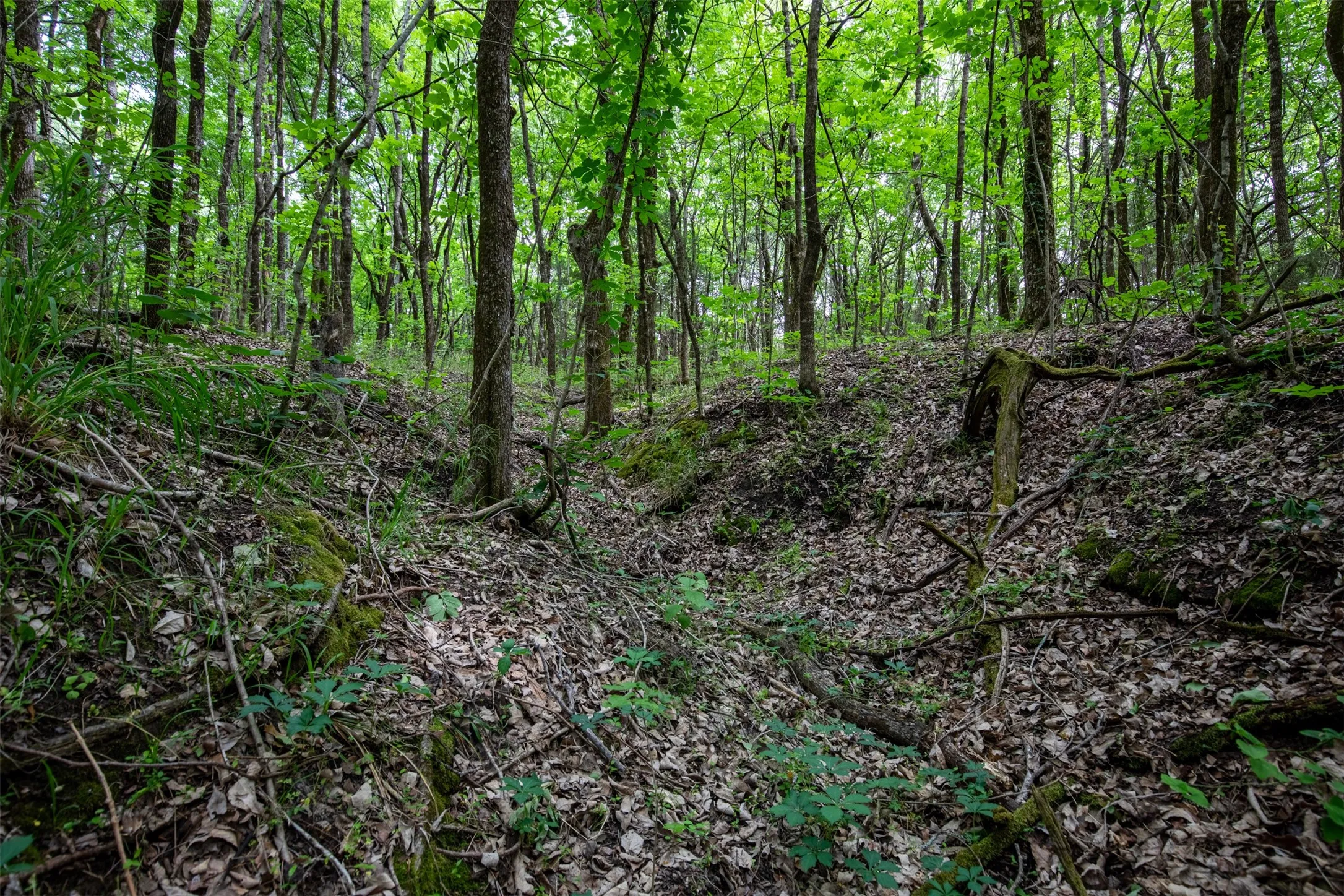 Seasonal creek winding through mature trees, adding natural beauty to the property.