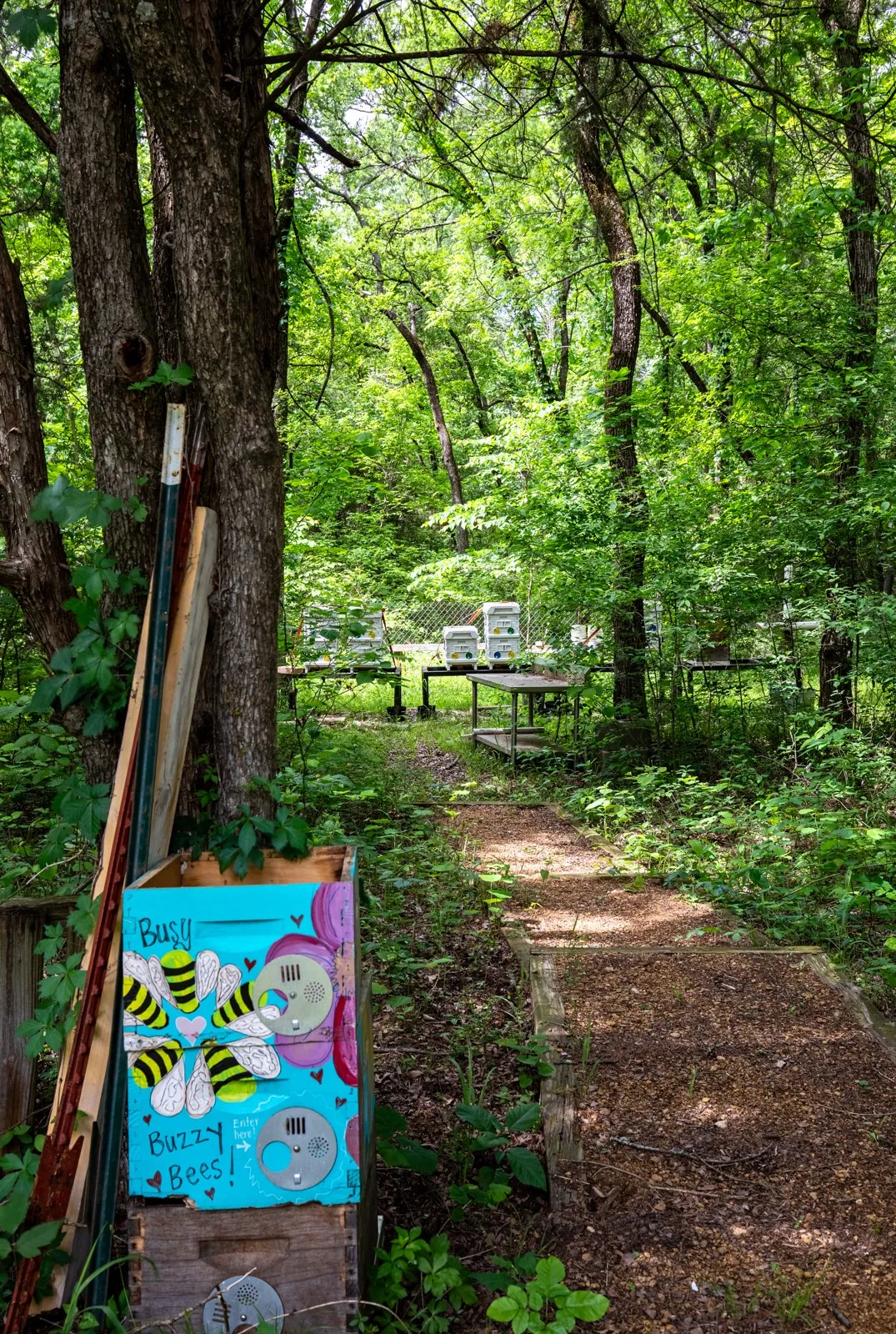 Treed pathway to bee hives.