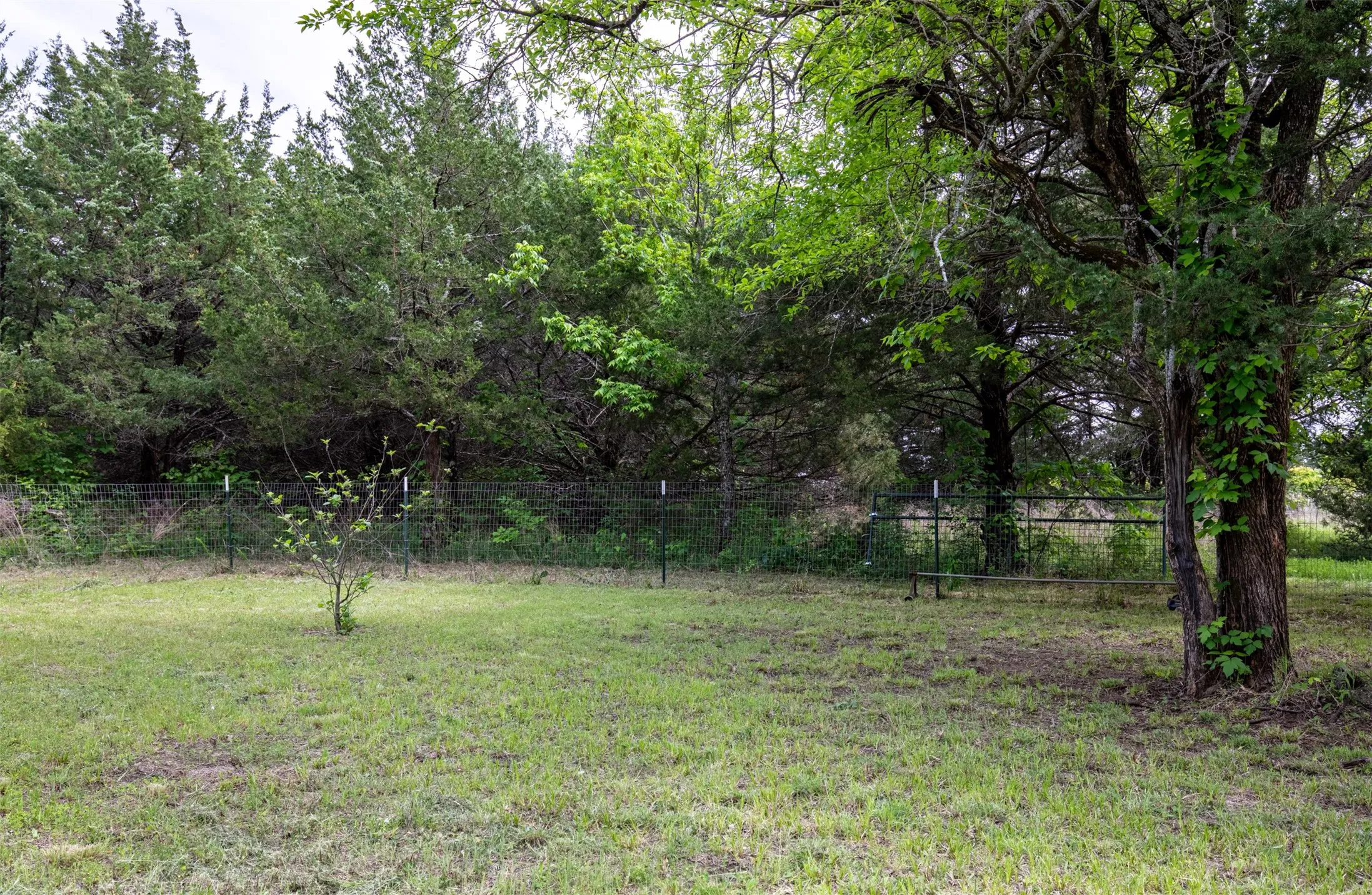 Fenced area with fruit trees.