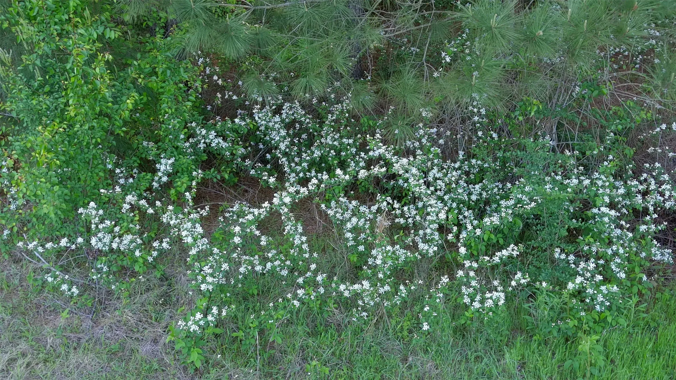 View of local wilderness