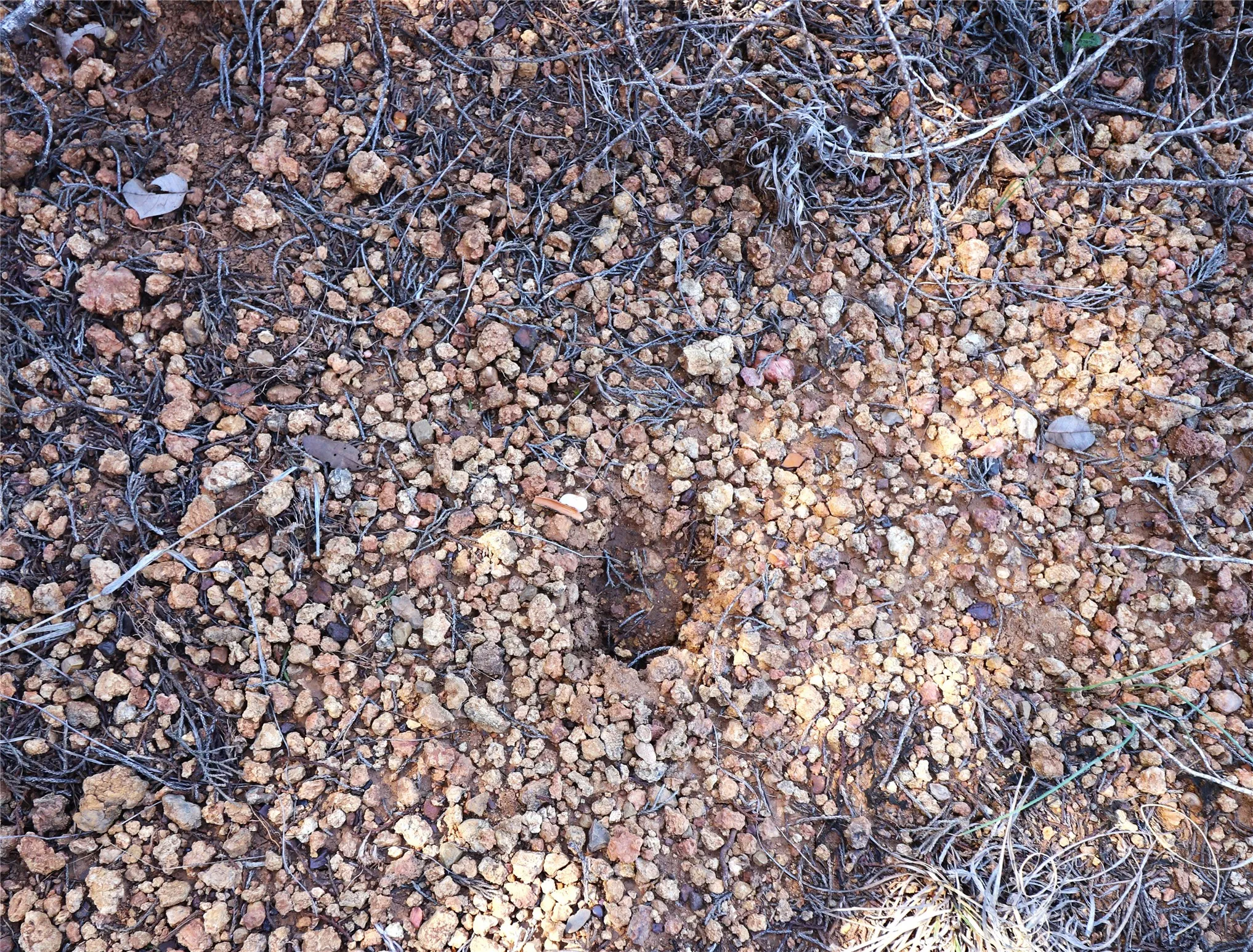There are pigs and dear and other wildlife