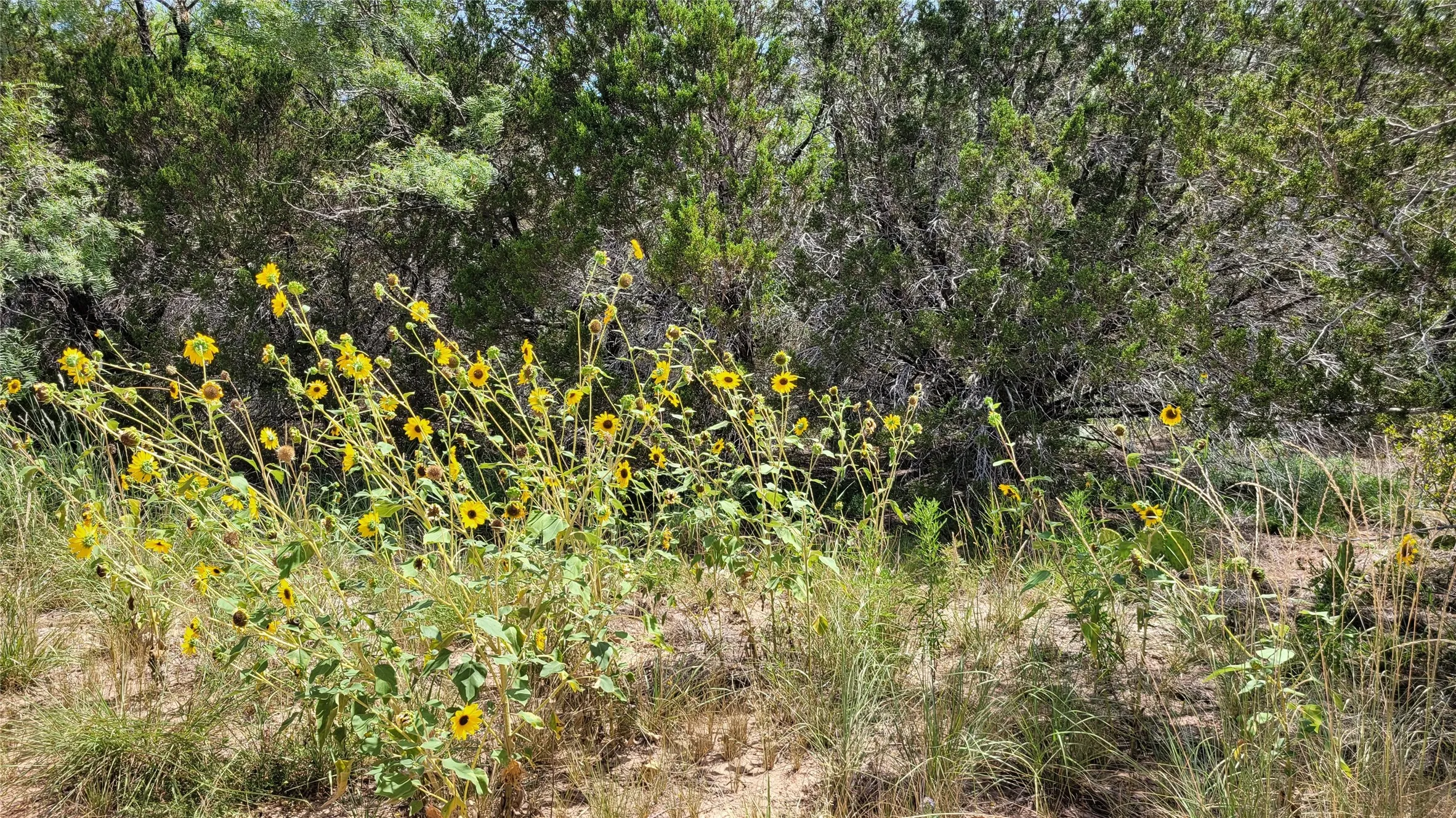 Ranch For Sale in Brown County , TBD CR 139, Bangs, Texas 76823, 0, 0, Garage spaces, 0 Sqft, built in 0, Price $1,275,000, mls#21241728, Real Estate Agent in Bangs, Homes For Sale in Brown county, Homes For Sale in Bangs, Realtor in Bangs Texas, Real Estate Brokerage Independent Realty Texas, Luminita Cordes Realtor