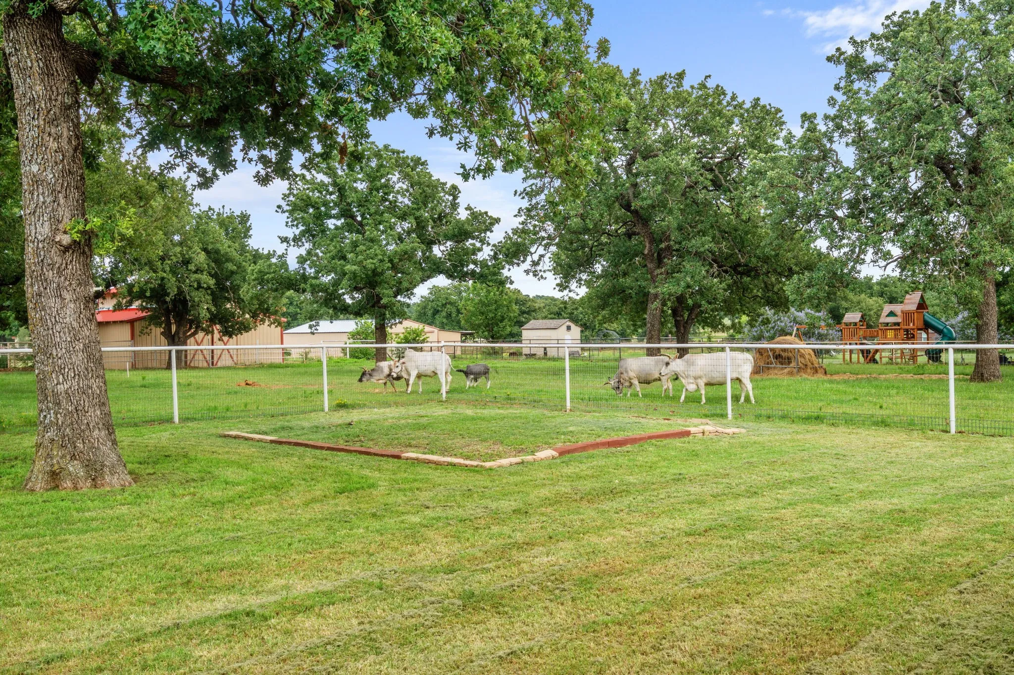 The seller's amazing animals including 2 donkeys and 4 cows are negotiable for AG exemption (Cows: Snow White, Aurora, Jasmine, Pablo; Donkeys-June Bug and Belle).