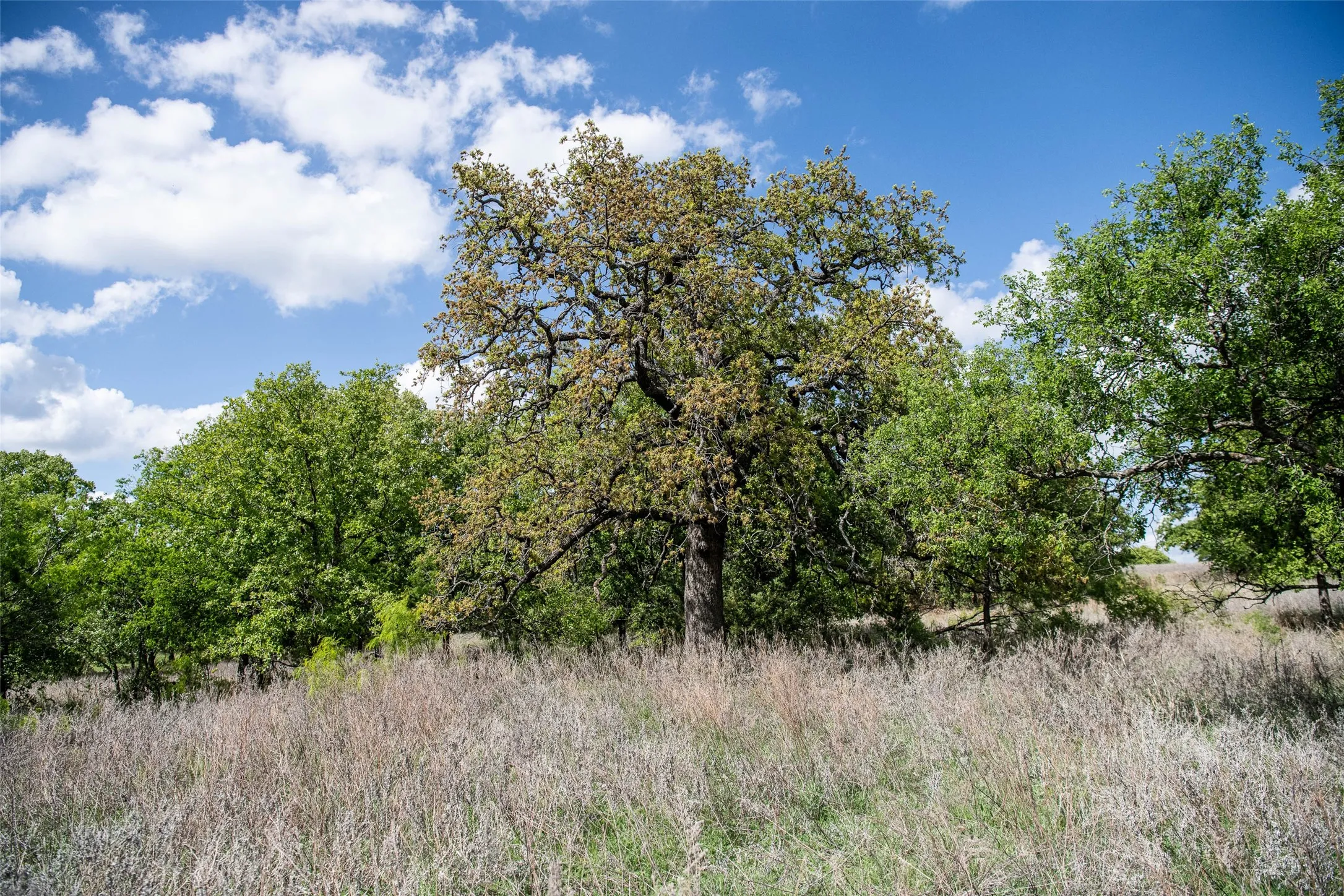 Unimproved Land For Sale in Montague County , Lot 8 Red Oak Hills Road, Nocona, Texas 76255, 0, 0, Garage spaces, 0 Sqft, built in 0, Price $120,000, mls#21242697, Real Estate Agent in Nocona, Homes For Sale in Montague county, Homes For Sale in Nocona, Realtor in Nocona Texas, Real Estate Brokerage Independent Realty Texas, Luminita Cordes Realtor