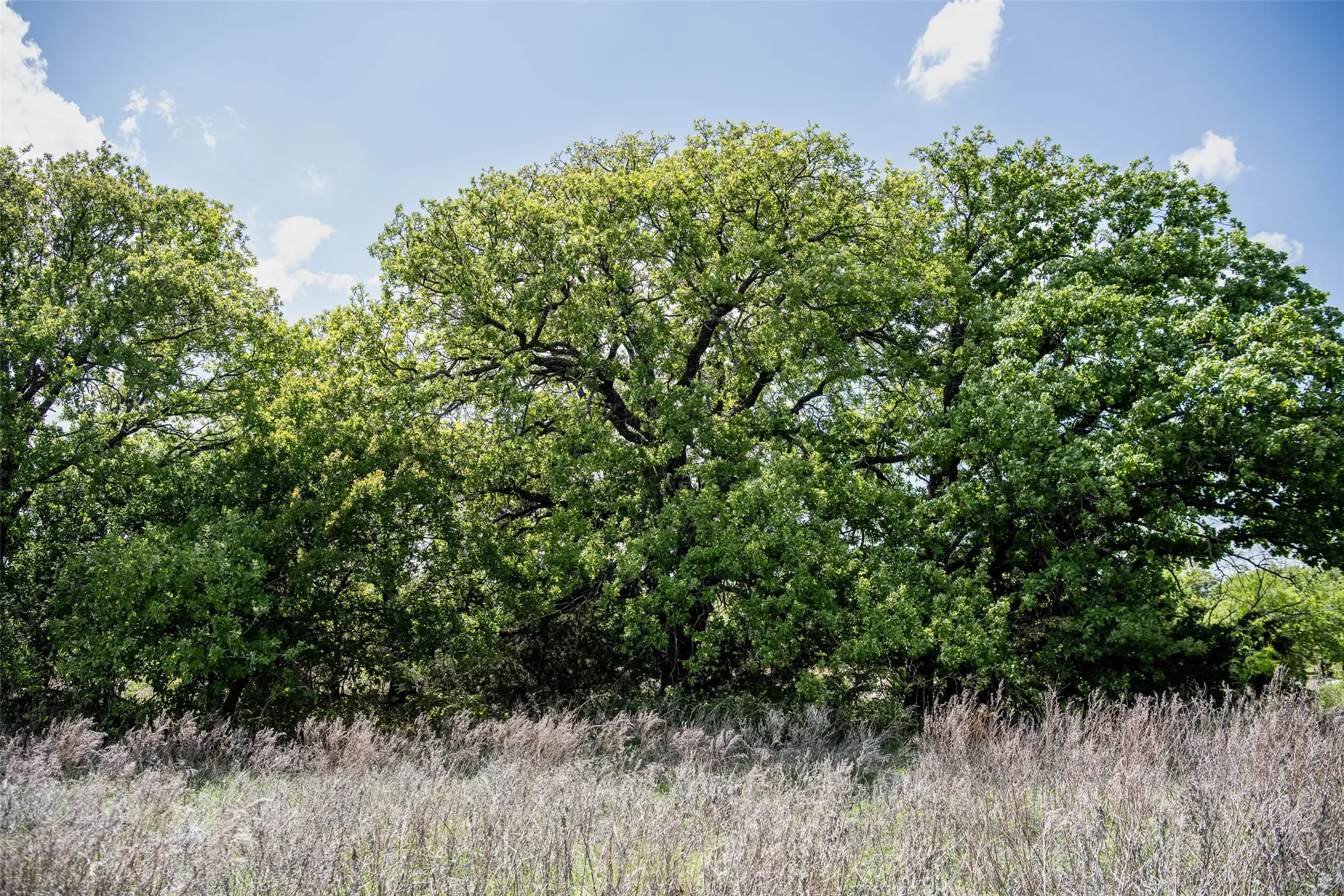 Unimproved Land For Sale in Montague County , Lot 8 Red Oak Hills Road, Nocona, Texas 76255, 0, 0, Garage spaces, 0 Sqft, built in 0, Price $120,000, mls#21242697, Real Estate Agent in Nocona, Homes For Sale in Montague county, Homes For Sale in Nocona, Realtor in Nocona Texas, Real Estate Brokerage Independent Realty Texas, Luminita Cordes Realtor