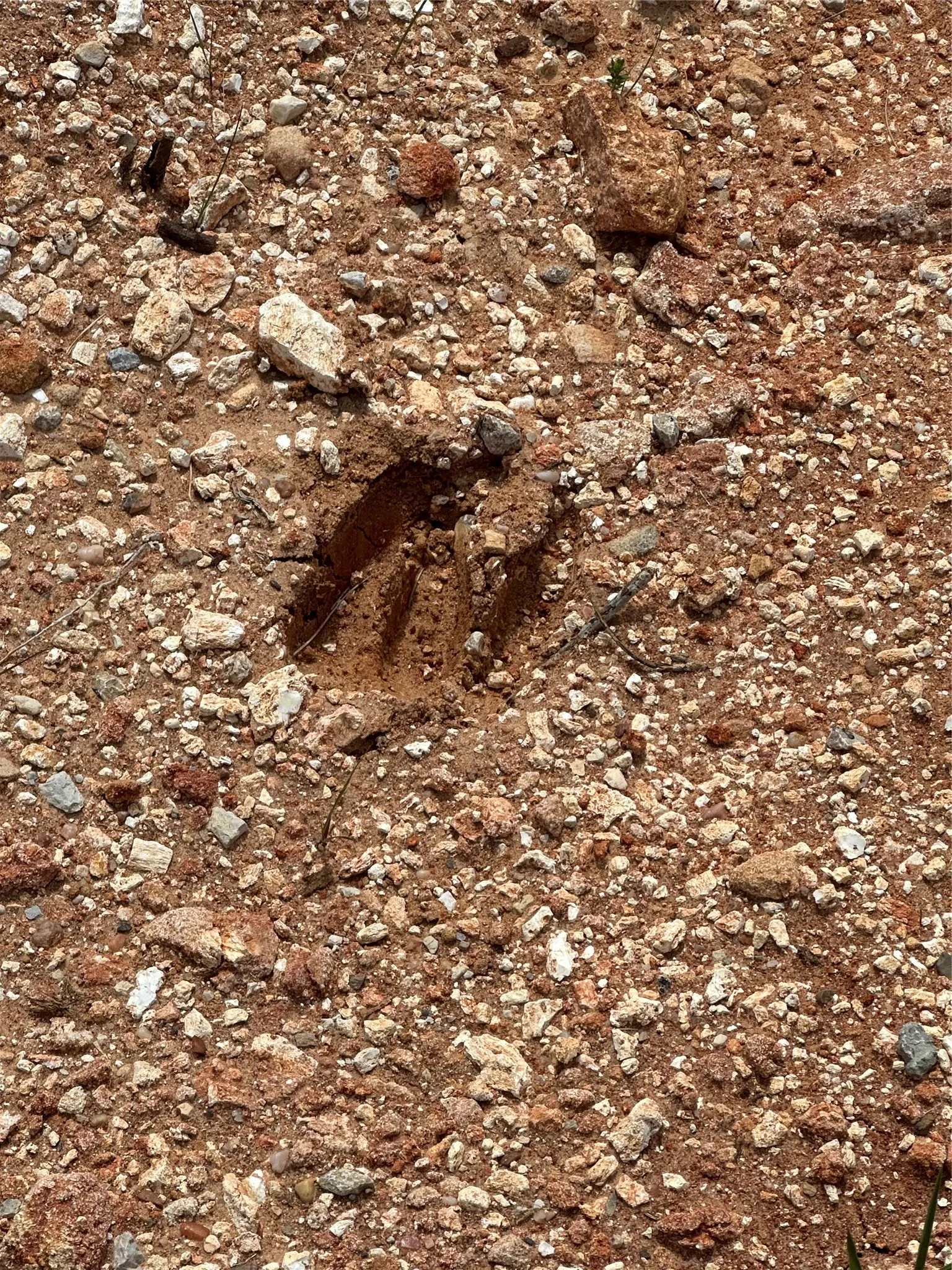 Deer Tracks