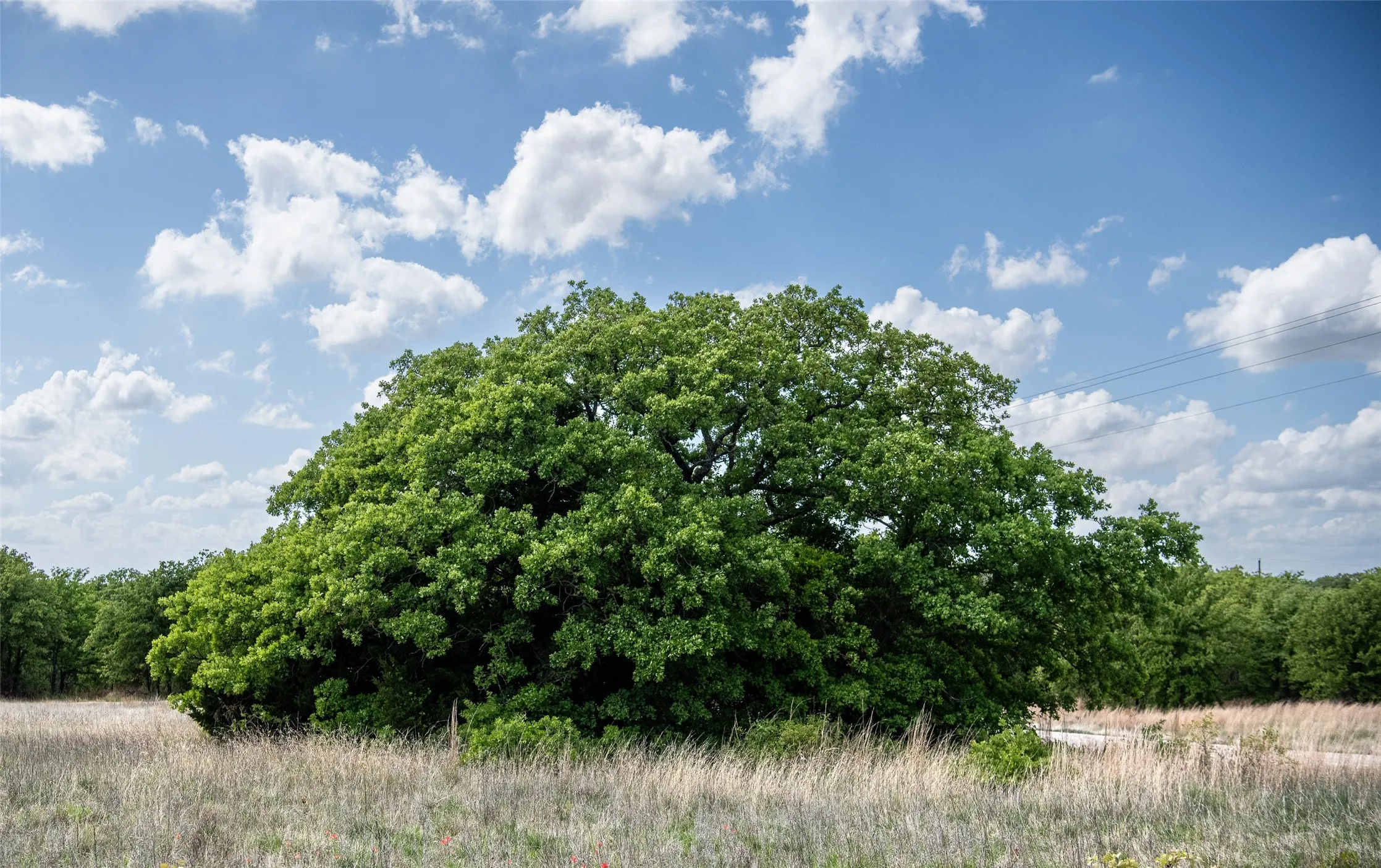 Mature trees