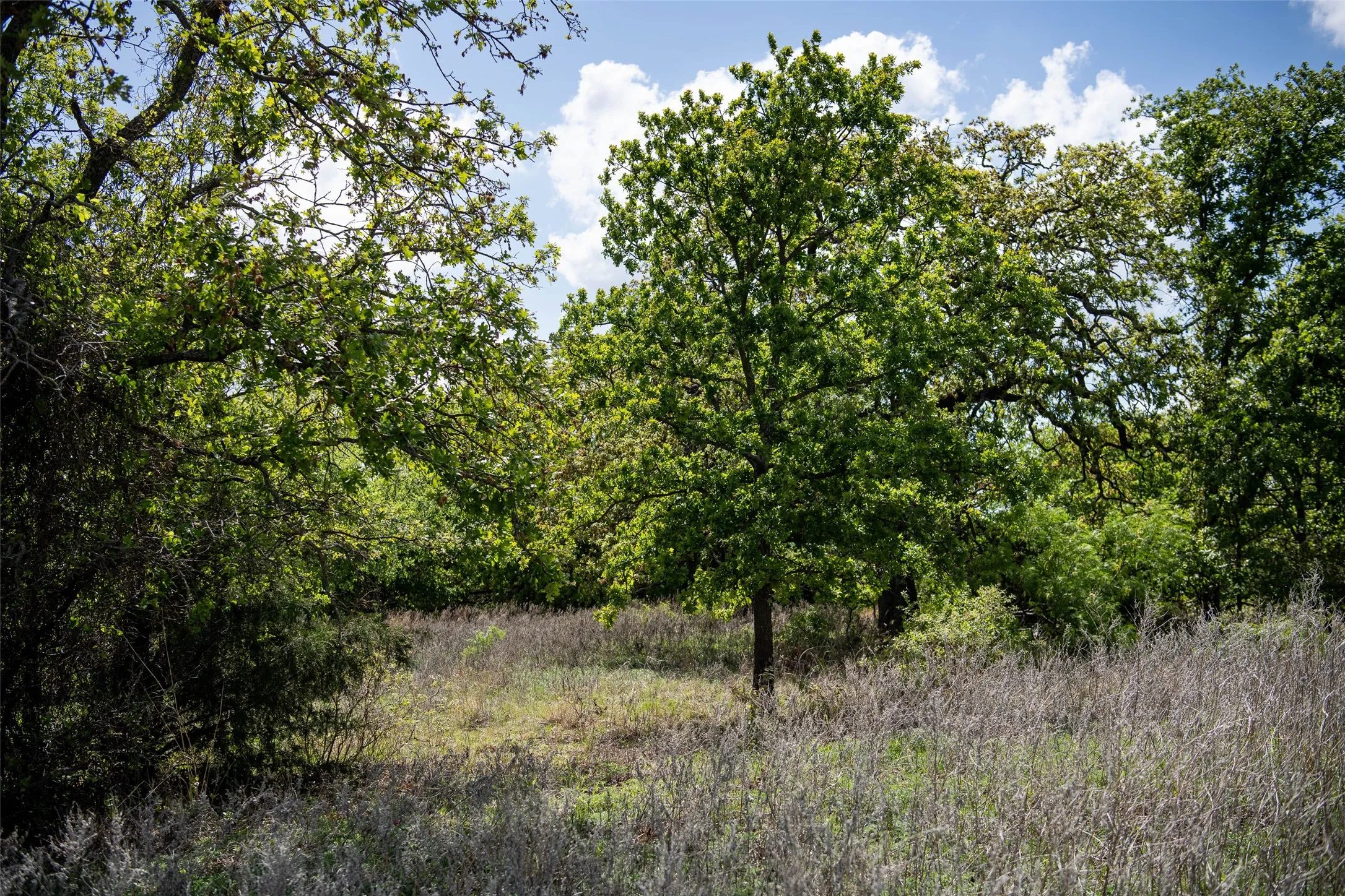 Unimproved Land For Sale in Montague County , Lot 8 Red Oak Hills Road, Nocona, Texas 76255, 0, 0, Garage spaces, 0 Sqft, built in 0, Price $120,000, mls#21242697, Real Estate Agent in Nocona, Homes For Sale in Montague county, Homes For Sale in Nocona, Realtor in Nocona Texas, Real Estate Brokerage Independent Realty Texas, Luminita Cordes Realtor