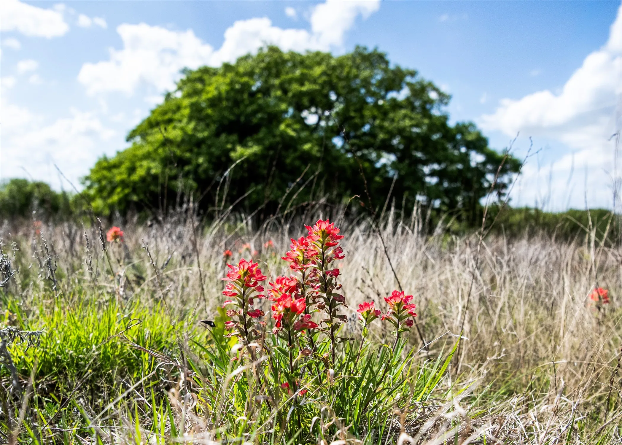 Unimproved Land For Sale in Montague County , Lot 8 Red Oak Hills Road, Nocona, Texas 76255, 0, 0, Garage spaces, 0 Sqft, built in 0, Price $120,000, mls#21242697, Real Estate Agent in Nocona, Homes For Sale in Montague county, Homes For Sale in Nocona, Realtor in Nocona Texas, Real Estate Brokerage Independent Realty Texas, Luminita Cordes Realtor