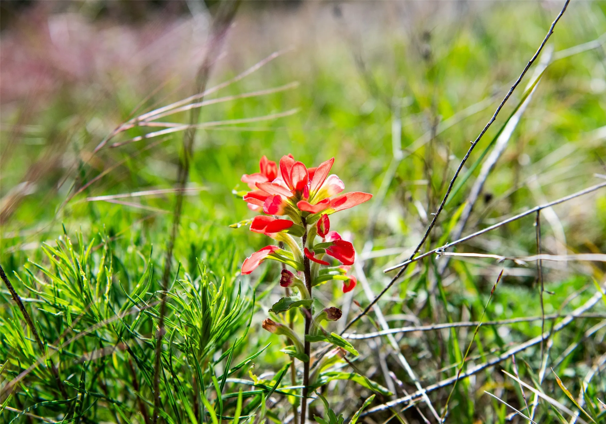 Wildflowers