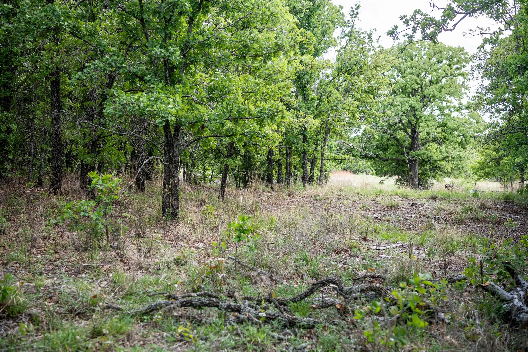 Unimproved Land For Sale in Montague County , Lot 8 Red Oak Hills Road, Nocona, Texas 76255, 0, 0, Garage spaces, 0 Sqft, built in 0, Price $120,000, mls#21242697, Real Estate Agent in Nocona, Homes For Sale in Montague county, Homes For Sale in Nocona, Realtor in Nocona Texas, Real Estate Brokerage Independent Realty Texas, Luminita Cordes Realtor