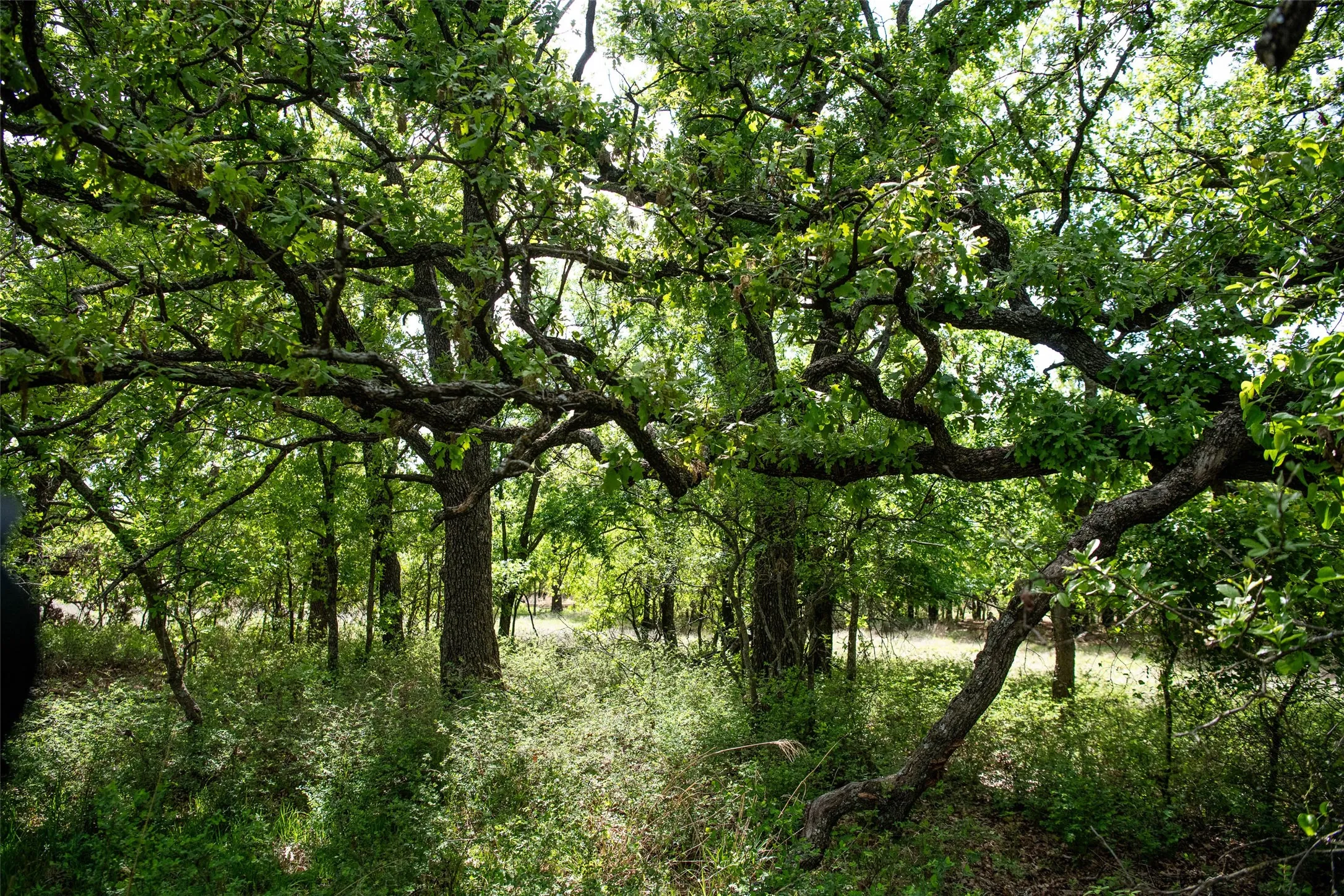 Unimproved Land For Sale in Montague County , Lot 8 Red Oak Hills Road, Nocona, Texas 76255, 0, 0, Garage spaces, 0 Sqft, built in 0, Price $120,000, mls#21242697, Real Estate Agent in Nocona, Homes For Sale in Montague county, Homes For Sale in Nocona, Realtor in Nocona Texas, Real Estate Brokerage Independent Realty Texas, Luminita Cordes Realtor