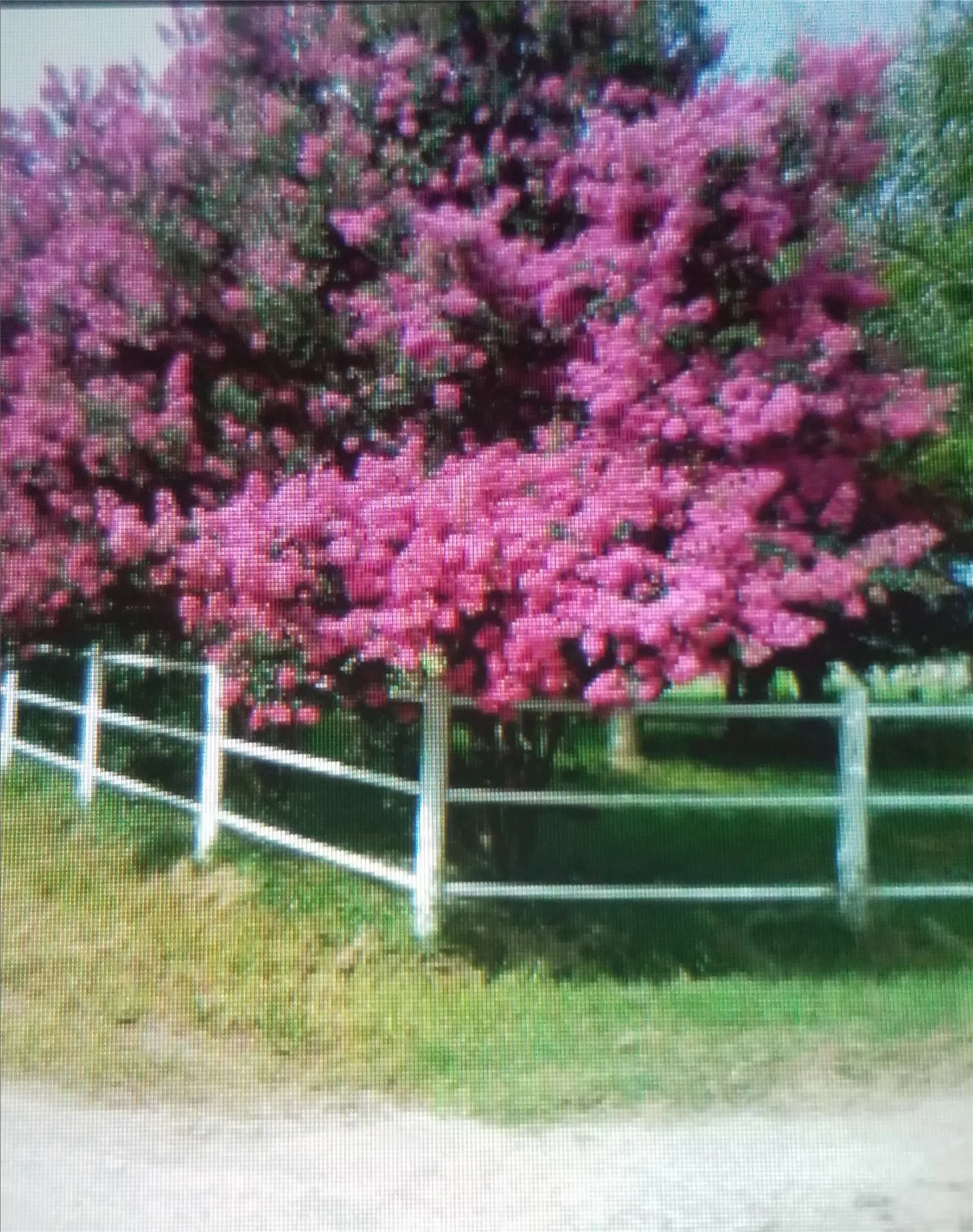 Farm For Sale in Kaufman County , 10761 County Road 348, Wills Point, Texas 75169, 3 Bedroom, 2 Bathroom, Garage spaces, 1,508 Sqft, built in 1970, mls#21238637, Real Estate Agent in Wills Point, Homes For Sale in Kaufman county, Homes For Sale in Wills Point, Realtor in Wills Point Texas, Real Estate Brokerage Independent Realty Texas, Luminita Cordes Realtor