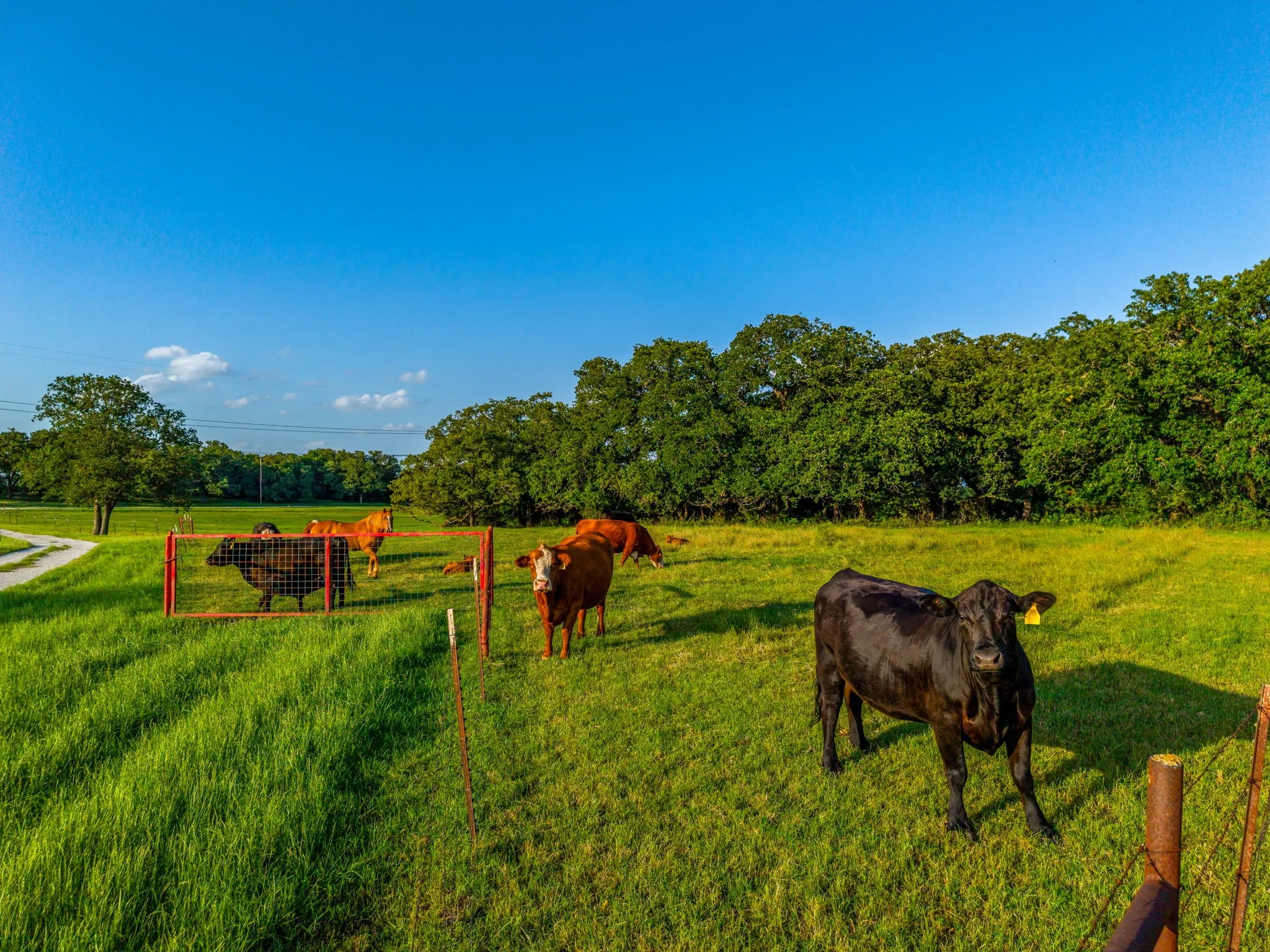 Farm For Sale in Wise County , 141 County Road 4793, Boyd, Texas 76023, 4 Bedroom, 2 Bathroom, 2 Garage spaces, 2,400 Sqft, built in 2000, mls#21242587, Real Estate Agent in Boyd, Homes For Sale in Wise county, Homes For Sale in Boyd, Realtor in Boyd Texas, Real Estate Brokerage Independent Realty Texas, Luminita Cordes Realtor