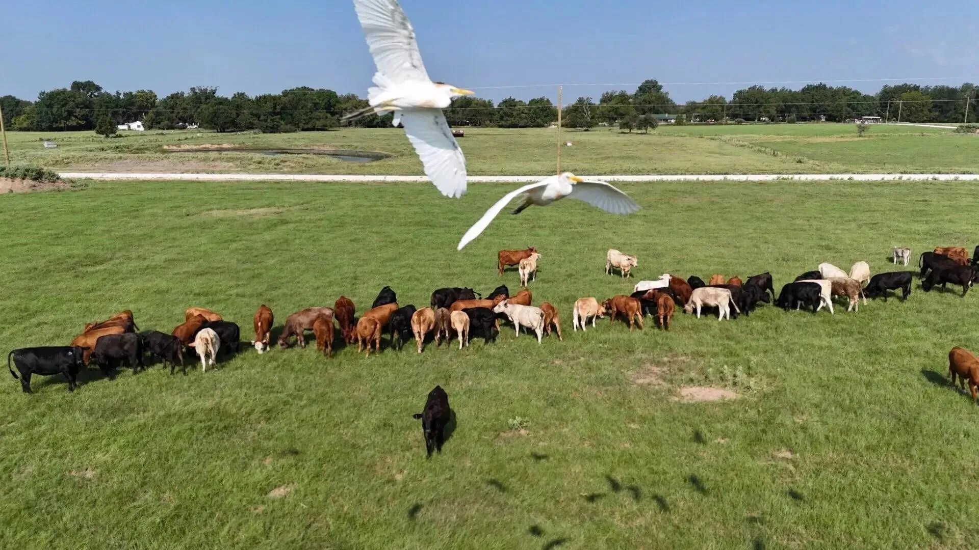 Improved Land For Sale in Limestone County , TBD PR 5463, Mexia, Texas 76667, 0, 0, Garage spaces, 0 Sqft, built in 0, mls#21243010, Real Estate Agent in Mexia, Homes For Sale in Limestone county, Homes For Sale in Mexia, Realtor in Mexia Texas, Real Estate Brokerage Independent Realty Texas, Luminita Cordes Realtor