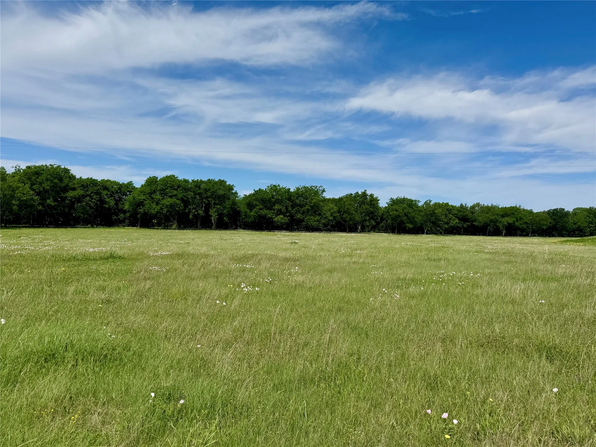 Expansive green field with natural grass and scattered wildflowers