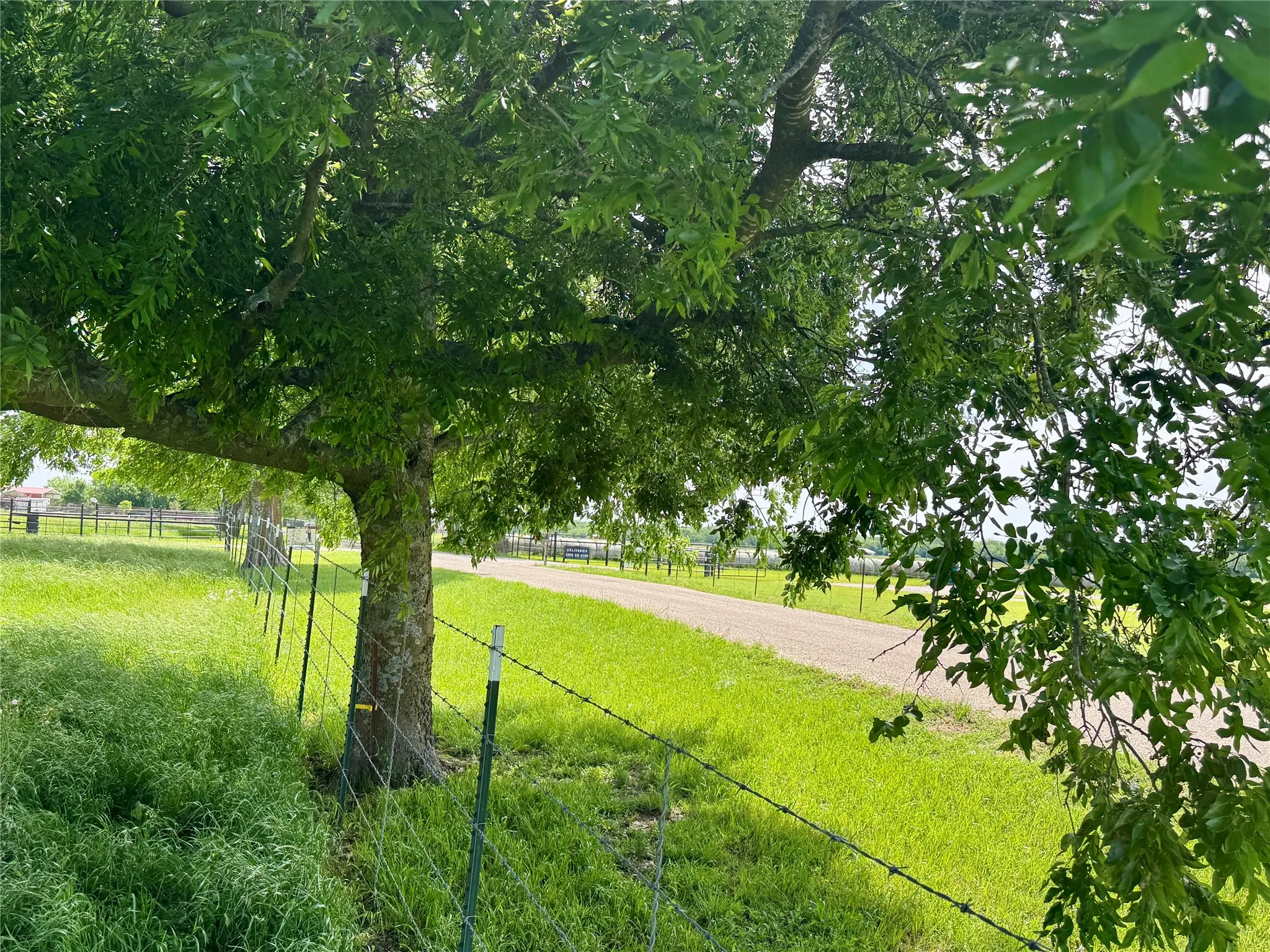 Expansive treed lot featuring mature foliage, a gravel drive, and perimeter fencing