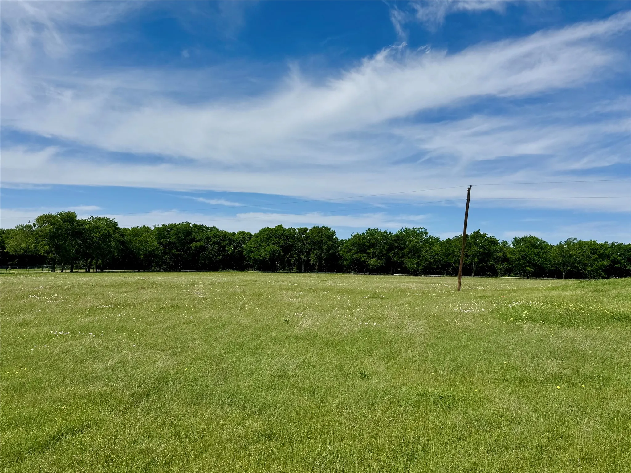 Expansive green field featuring varied grasses and a tree line along the perimeter