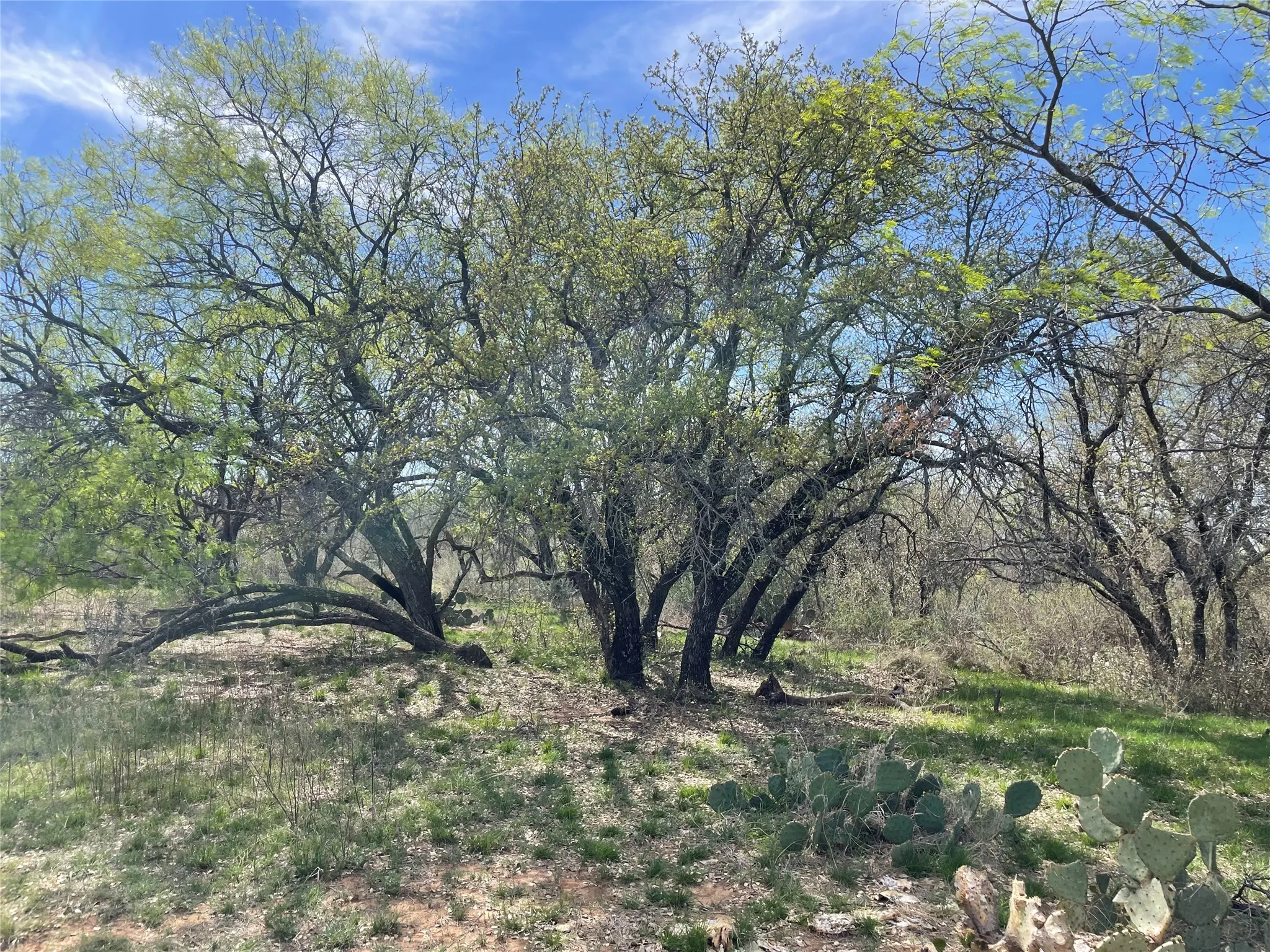Unimproved Land For Sale in Stephens County , TBD C R 195, Breckenridge, Texas 76424, 0, 0, Garage spaces, 0 Sqft, built in 0, Price $2,055,000, mls#21201465, Real Estate Agent in Breckenridge, Homes For Sale in Stephens county, Homes For Sale in Breckenridge, Realtor in Breckenridge Texas, Real Estate Brokerage Independent Realty Texas, Luminita Cordes Realtor