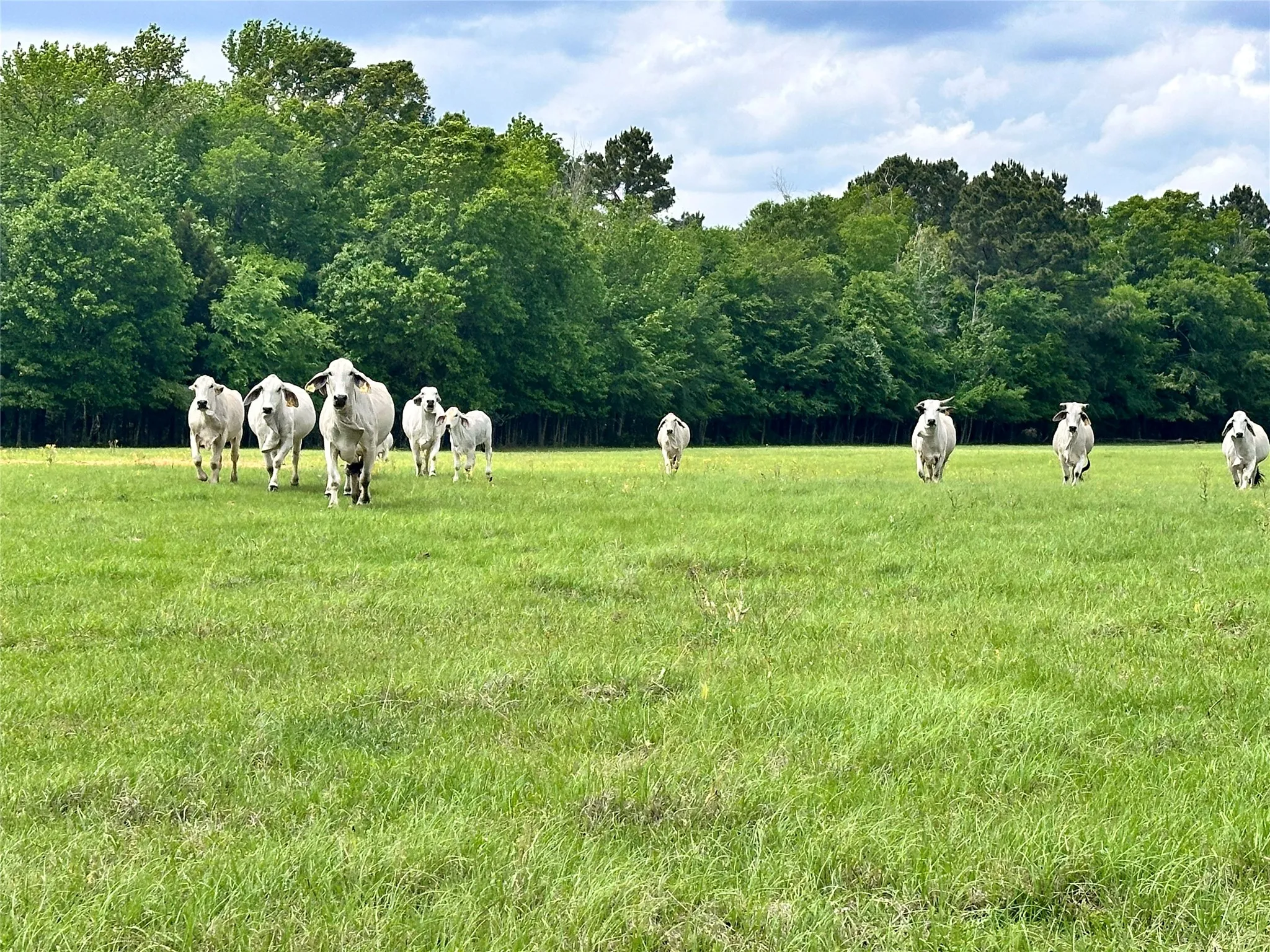 Unimproved Land For Sale in Anderson County , 0 US Highway 175, Frankston, Texas 75763, 0, 0, Garage spaces, 0 Sqft, built in 0, Price $399,000, mls#21244784, Real Estate Agent in Frankston, Homes For Sale in Anderson county, Homes For Sale in Frankston, Realtor in Frankston Texas, Real Estate Brokerage Independent Realty Texas, Luminita Cordes Realtor