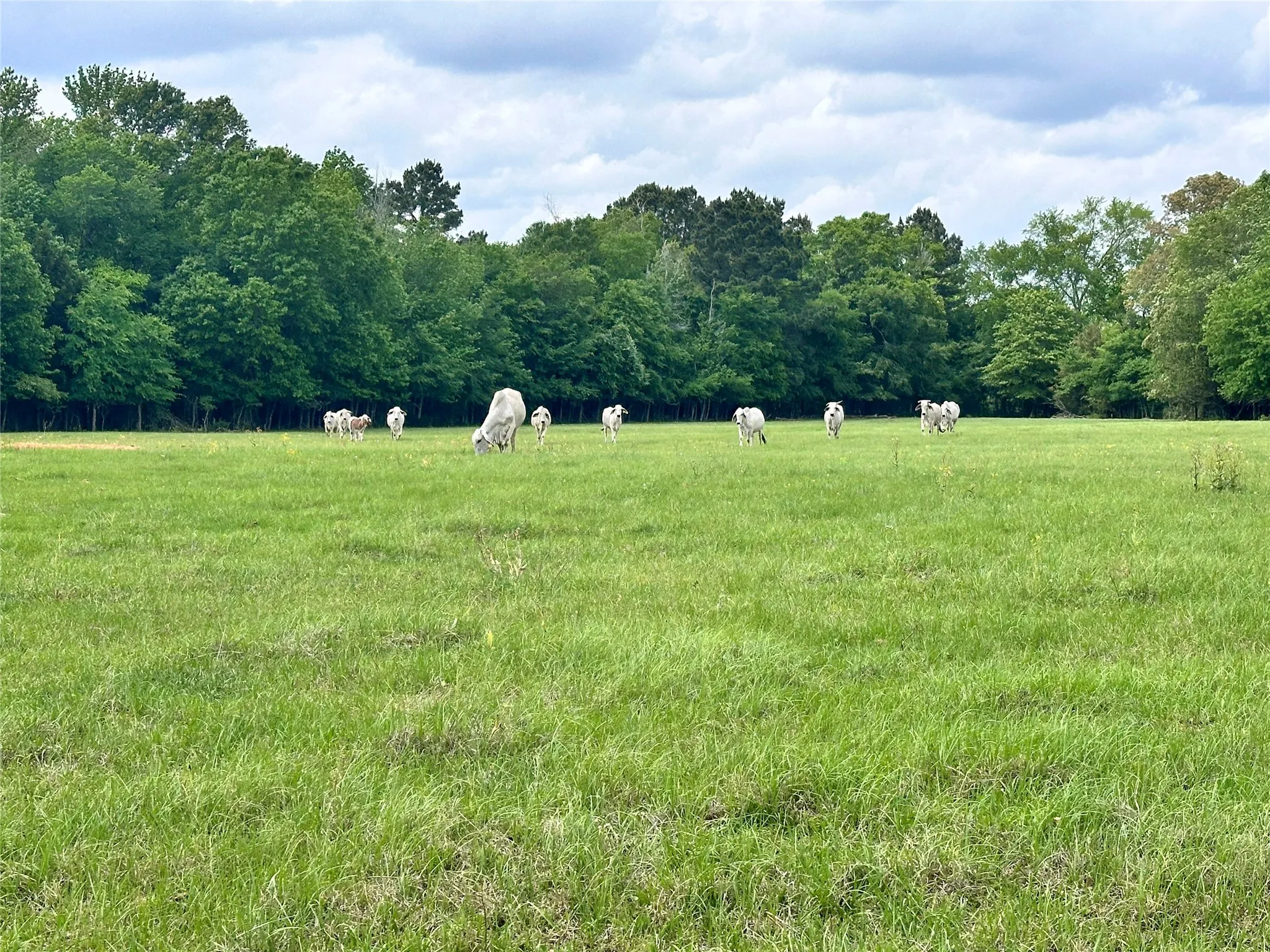 Unimproved Land For Sale in Anderson County , 0 US Highway 175, Frankston, Texas 75763, 0, 0, Garage spaces, 0 Sqft, built in 0, Price $399,000, mls#21244784, Real Estate Agent in Frankston, Homes For Sale in Anderson county, Homes For Sale in Frankston, Realtor in Frankston Texas, Real Estate Brokerage Independent Realty Texas, Luminita Cordes Realtor