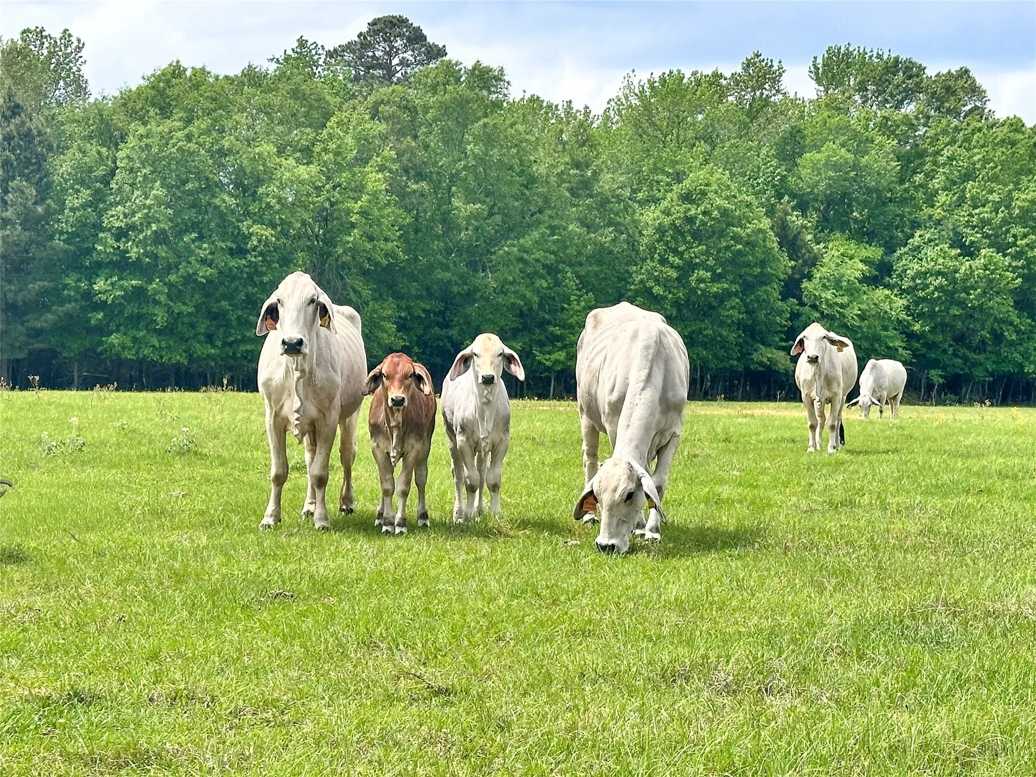 Unimproved Land For Sale in Anderson County , 0 US Highway 175, Frankston, Texas 75763, 0, 0, Garage spaces, 0 Sqft, built in 0, Price $399,000, mls#21244784, Real Estate Agent in Frankston, Homes For Sale in Anderson county, Homes For Sale in Frankston, Realtor in Frankston Texas, Real Estate Brokerage Independent Realty Texas, Luminita Cordes Realtor