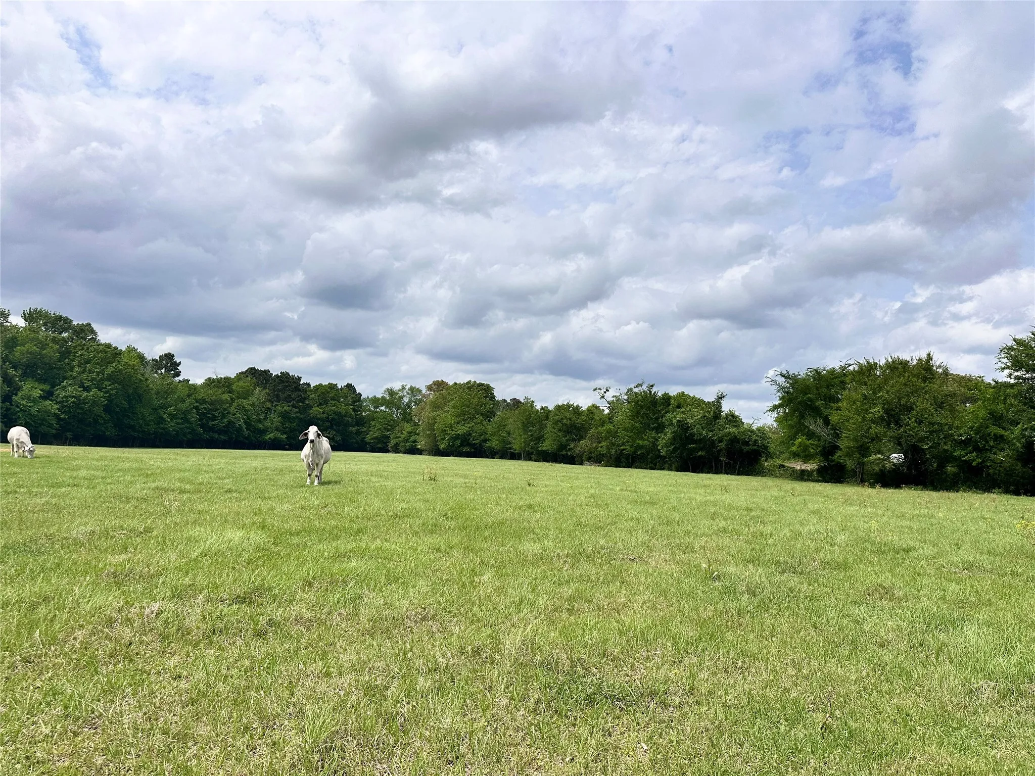 Unimproved Land For Sale in Anderson County , 0 US Highway 175, Frankston, Texas 75763, 0, 0, Garage spaces, 0 Sqft, built in 0, Price $399,000, mls#21244784, Real Estate Agent in Frankston, Homes For Sale in Anderson county, Homes For Sale in Frankston, Realtor in Frankston Texas, Real Estate Brokerage Independent Realty Texas, Luminita Cordes Realtor