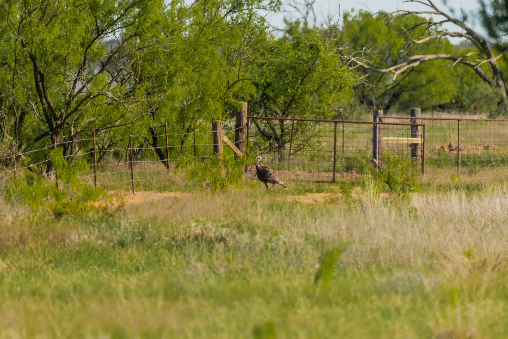 Ranch For Sale in Coleman County , TBD C.R. 132, Coleman, Texas 76834, 0, 0, Garage spaces, 0 Sqft, built in 0, Price $1,292,000, mls#21241900, Real Estate Agent in Coleman, Homes For Sale in Coleman county, Homes For Sale in Coleman, Realtor in Coleman Texas, Real Estate Brokerage Independent Realty Texas, Luminita Cordes Realtor