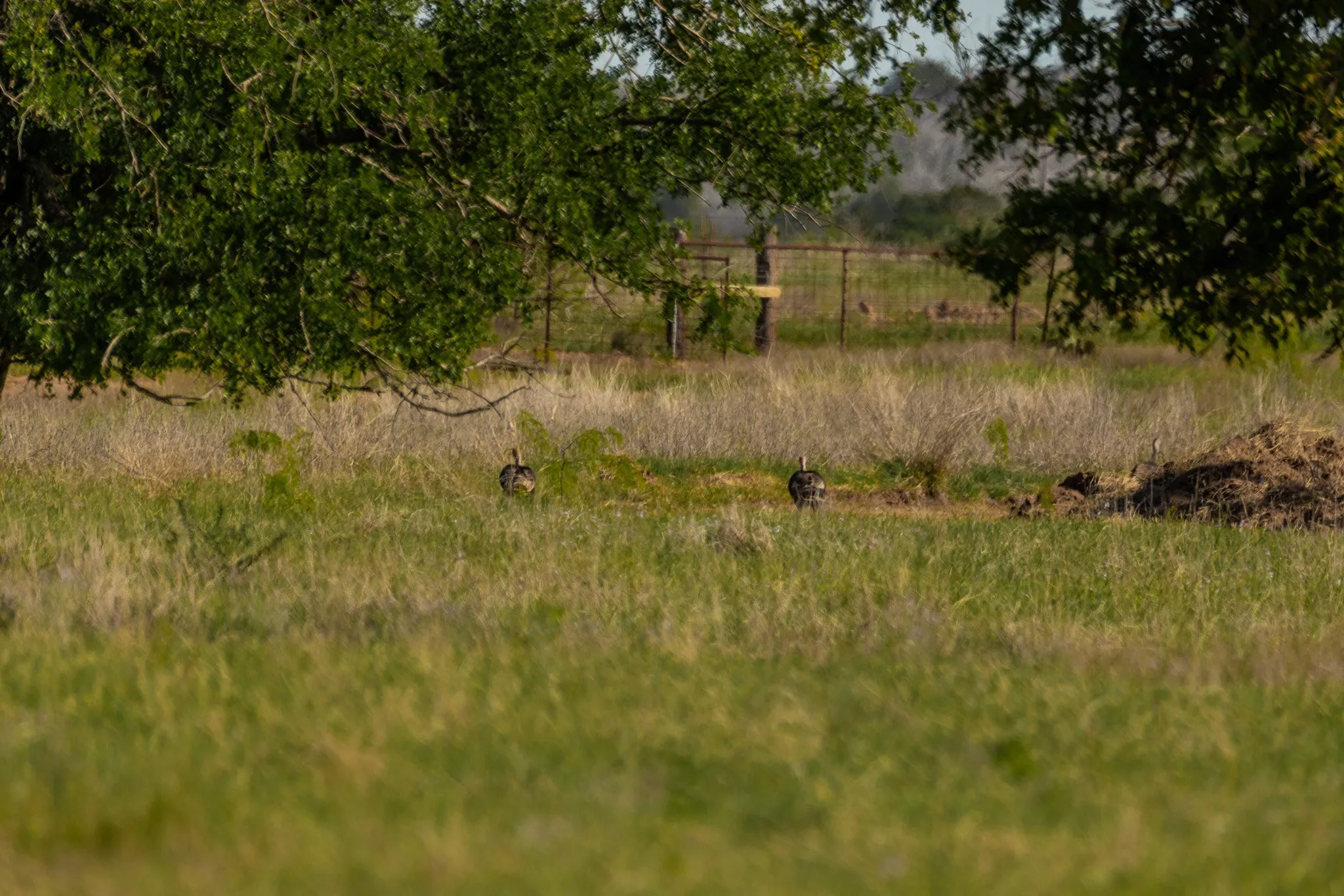 Ranch For Sale in Coleman County , TBD C.R. 132, Coleman, Texas 76834, 0, 0, Garage spaces, 0 Sqft, built in 0, Price $1,292,000, mls#21241900, Real Estate Agent in Coleman, Homes For Sale in Coleman county, Homes For Sale in Coleman, Realtor in Coleman Texas, Real Estate Brokerage Independent Realty Texas, Luminita Cordes Realtor