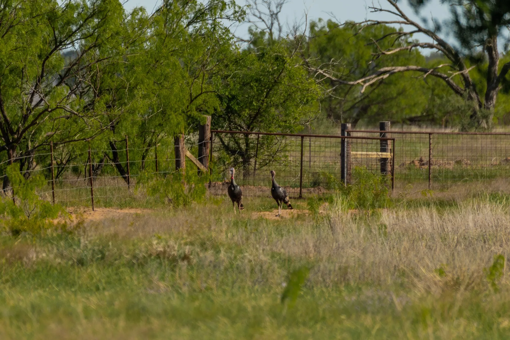 Ranch For Sale in Coleman County , TBD C.R. 132, Coleman, Texas 76834, 0, 0, Garage spaces, 0 Sqft, built in 0, Price $1,292,000, mls#21241900, Real Estate Agent in Coleman, Homes For Sale in Coleman county, Homes For Sale in Coleman, Realtor in Coleman Texas, Real Estate Brokerage Independent Realty Texas, Luminita Cordes Realtor