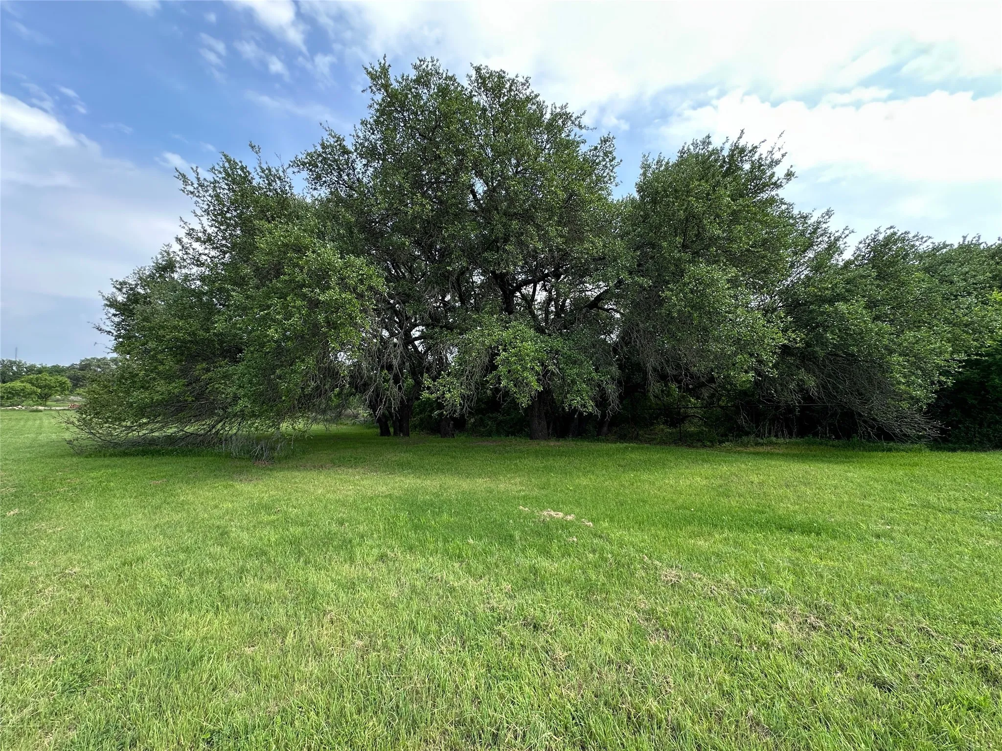 Expansive green lawn with a dense cluster of mature trees providing natural screening