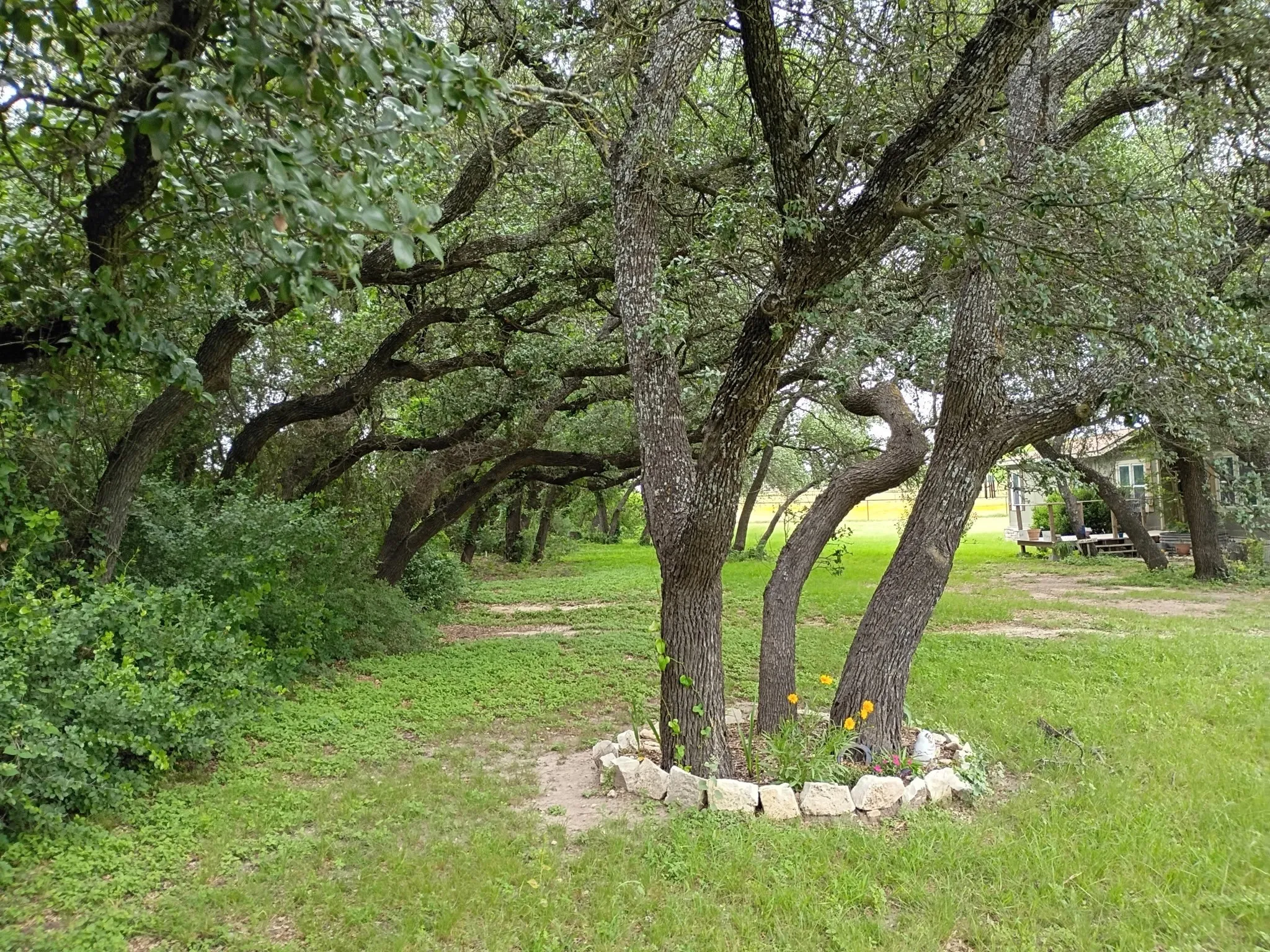 Mature trees with established canopy, lush green ground cover, stone tree ring, distant structure, and open grassy area