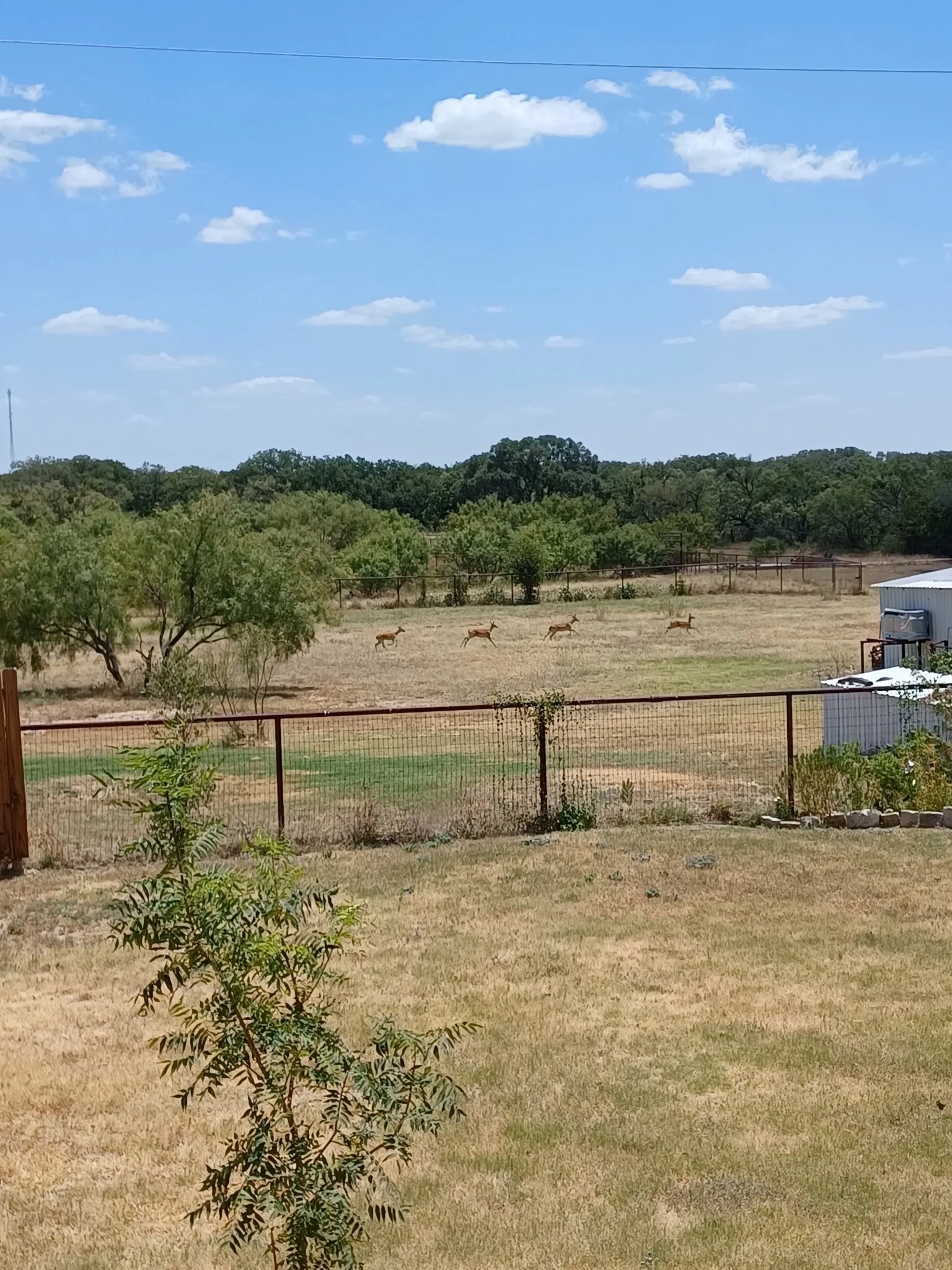 Expansive fenced acreage featuring mature trees and a distant tree line