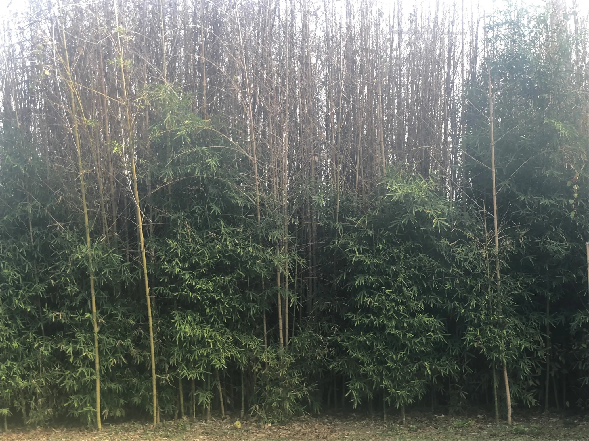 Unimproved Land For Sale in Burnet County , 2506 North Bay Street, Horseshoe Bay, Texas 78657, 0, 0, Garage spaces, 0 Sqft, built in 0, Price $18,000, mls#21245432, Real Estate Agent in Horseshoe Bay, Homes For Sale in Burnet county, Homes For Sale in Horseshoe Bay, Realtor in Horseshoe Bay Texas, Real Estate Brokerage Independent Realty Texas, Luminita Cordes Realtor