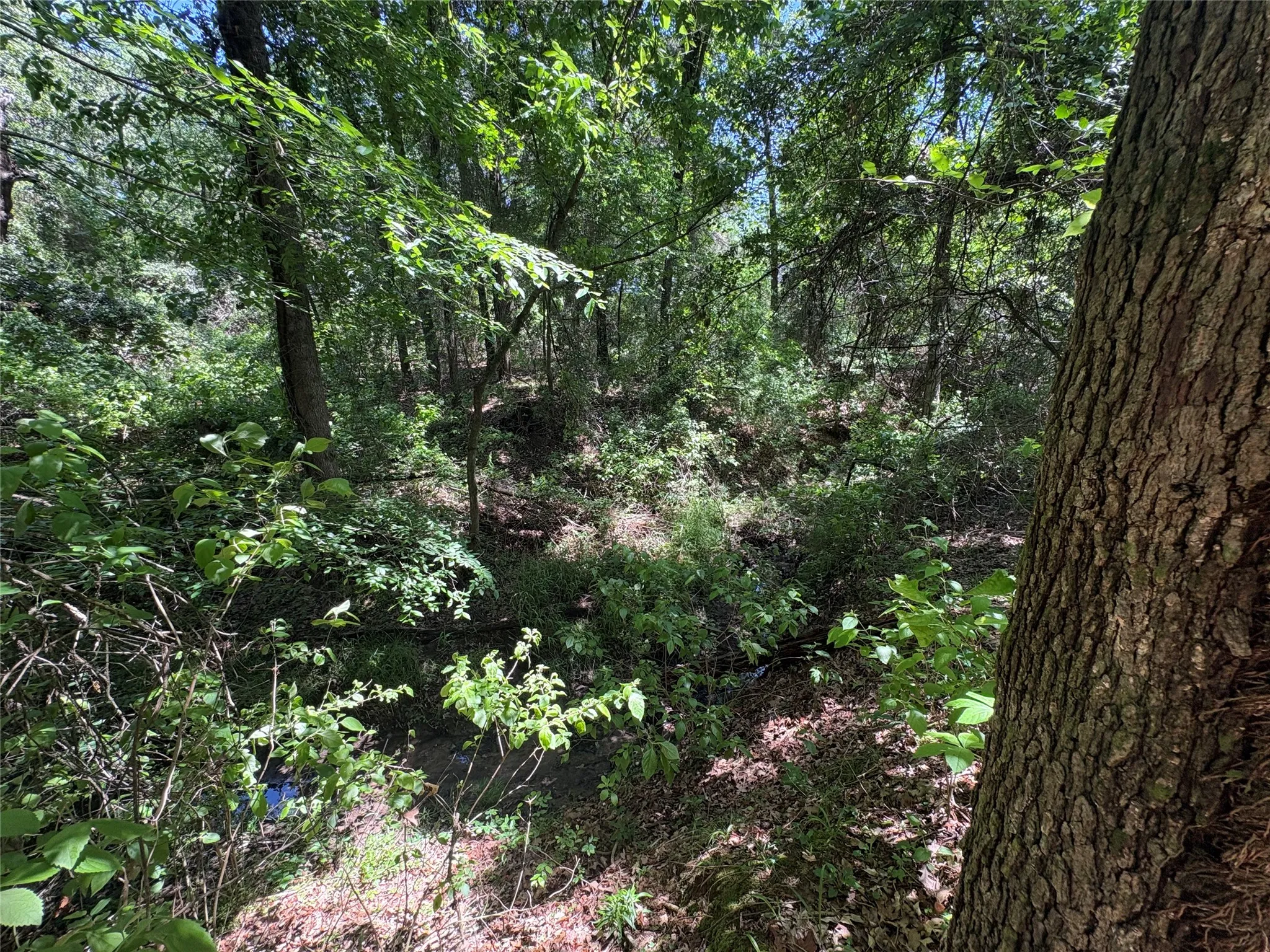 Unimproved Land For Sale in Hopkins County , 25 acres County Road 2348, Pickton, Texas 75471, 0, 0, Garage spaces, 0 Sqft, built in 0, Price $212,500, mls#21244283, Real Estate Agent in Pickton, Homes For Sale in Hopkins county, Homes For Sale in Pickton, Realtor in Pickton Texas, Real Estate Brokerage Independent Realty Texas, Luminita Cordes Realtor