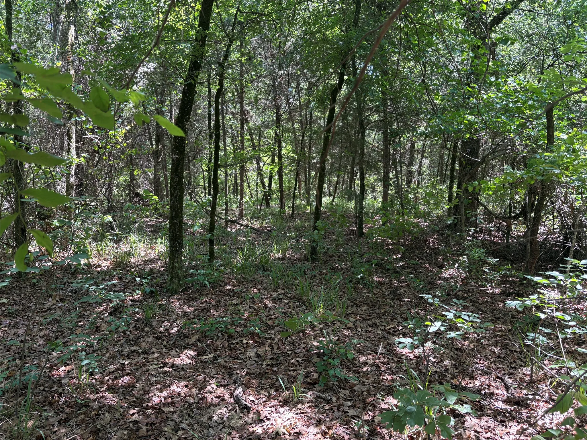Unimproved Land For Sale in Hopkins County , 25 acres County Road 2348, Pickton, Texas 75471, 0, 0, Garage spaces, 0 Sqft, built in 0, Price $212,500, mls#21244283, Real Estate Agent in Pickton, Homes For Sale in Hopkins county, Homes For Sale in Pickton, Realtor in Pickton Texas, Real Estate Brokerage Independent Realty Texas, Luminita Cordes Realtor