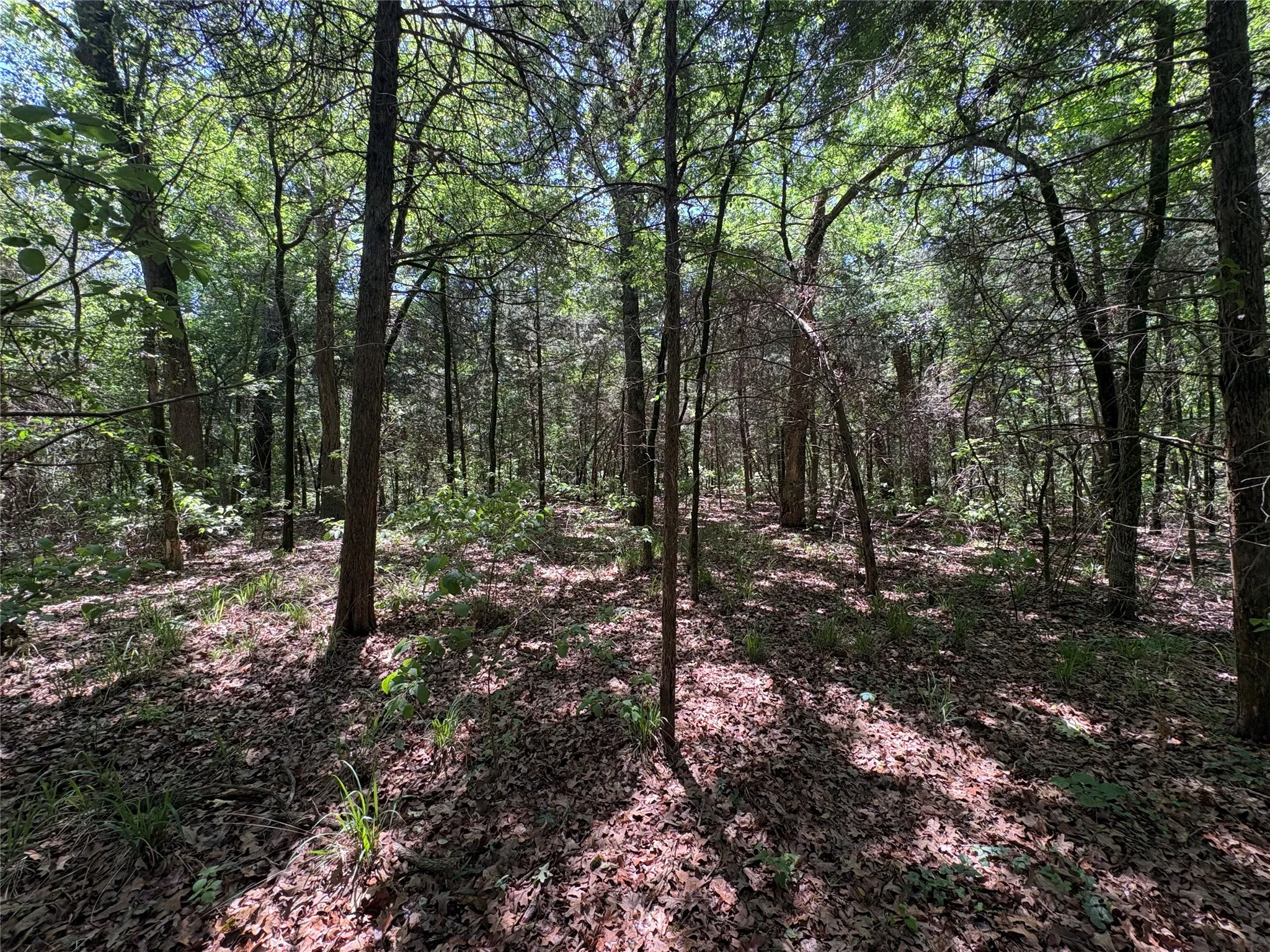 Unimproved Land For Sale in Hopkins County , 25 acres County Road 2348, Pickton, Texas 75471, 0, 0, Garage spaces, 0 Sqft, built in 0, Price $212,500, mls#21244283, Real Estate Agent in Pickton, Homes For Sale in Hopkins county, Homes For Sale in Pickton, Realtor in Pickton Texas, Real Estate Brokerage Independent Realty Texas, Luminita Cordes Realtor