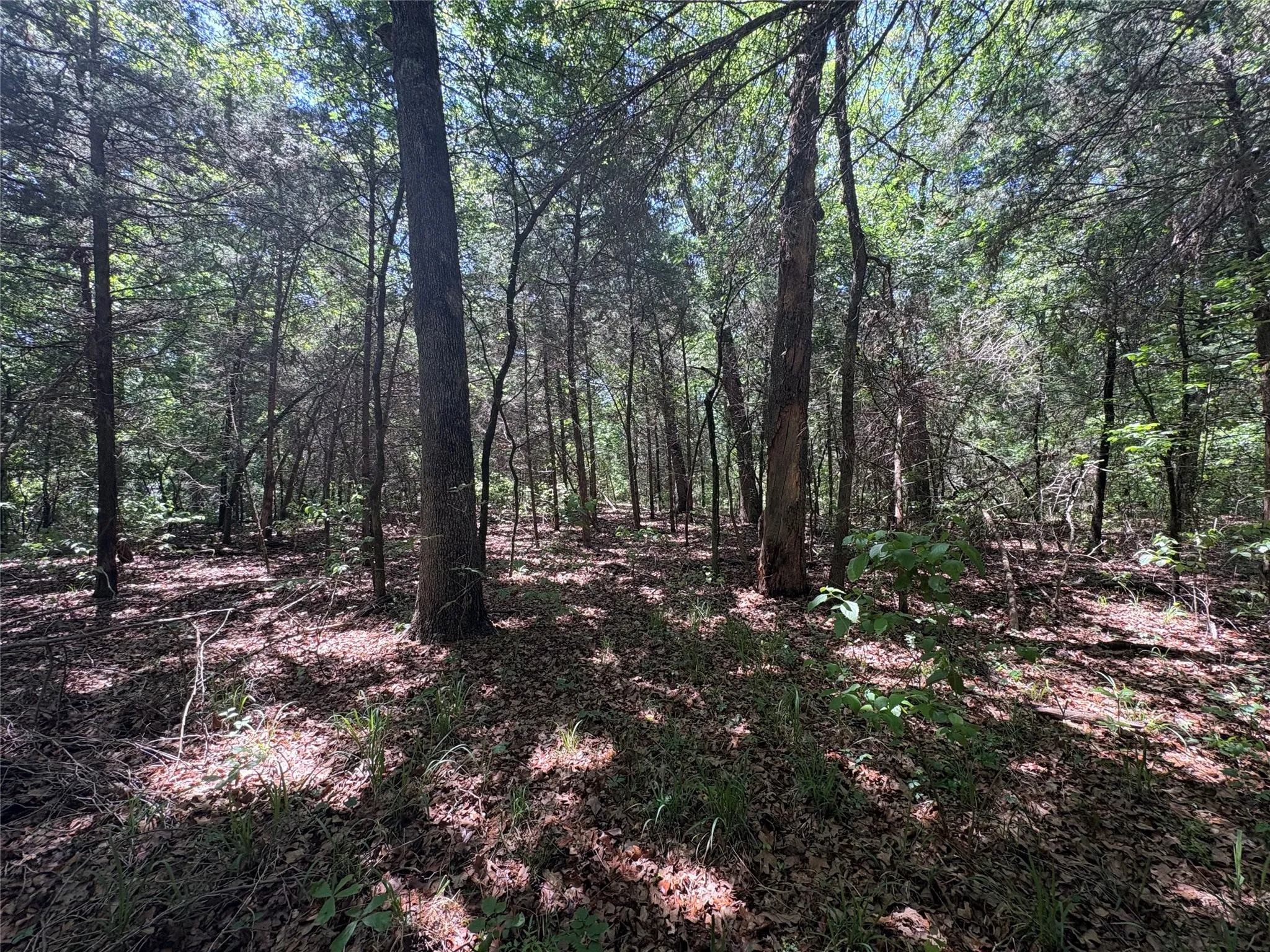 Unimproved Land For Sale in Hopkins County , 25 acres County Road 2348, Pickton, Texas 75471, 0, 0, Garage spaces, 0 Sqft, built in 0, Price $212,500, mls#21244283, Real Estate Agent in Pickton, Homes For Sale in Hopkins county, Homes For Sale in Pickton, Realtor in Pickton Texas, Real Estate Brokerage Independent Realty Texas, Luminita Cordes Realtor