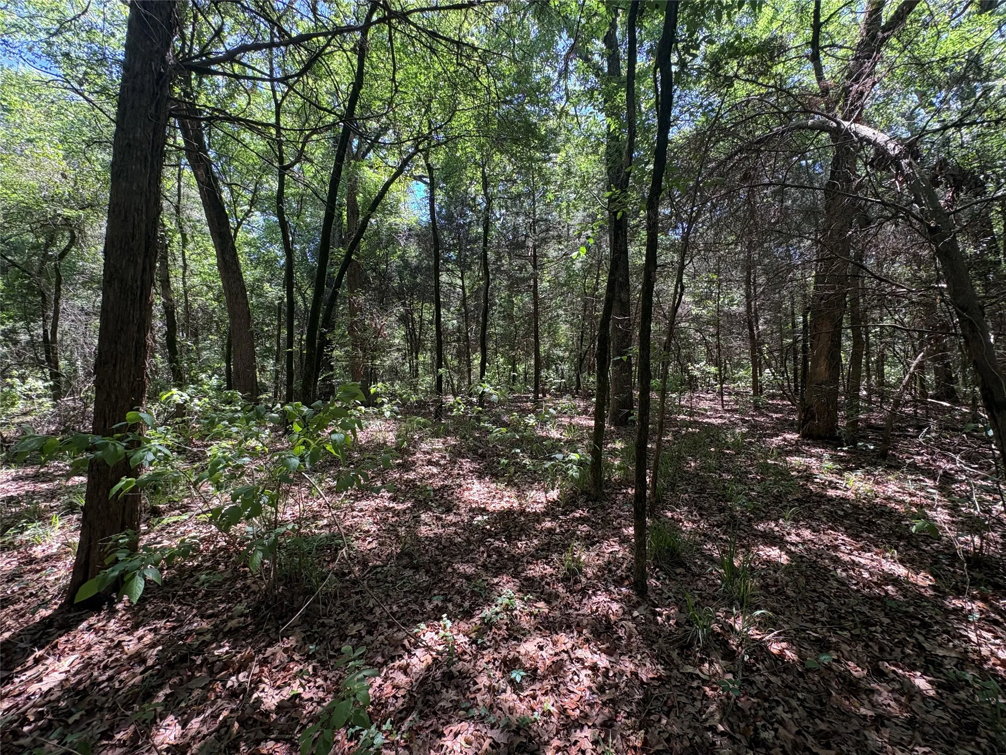 Unimproved Land For Sale in Hopkins County , 25 acres County Road 2348, Pickton, Texas 75471, 0, 0, Garage spaces, 0 Sqft, built in 0, Price $212,500, mls#21244283, Real Estate Agent in Pickton, Homes For Sale in Hopkins county, Homes For Sale in Pickton, Realtor in Pickton Texas, Real Estate Brokerage Independent Realty Texas, Luminita Cordes Realtor
