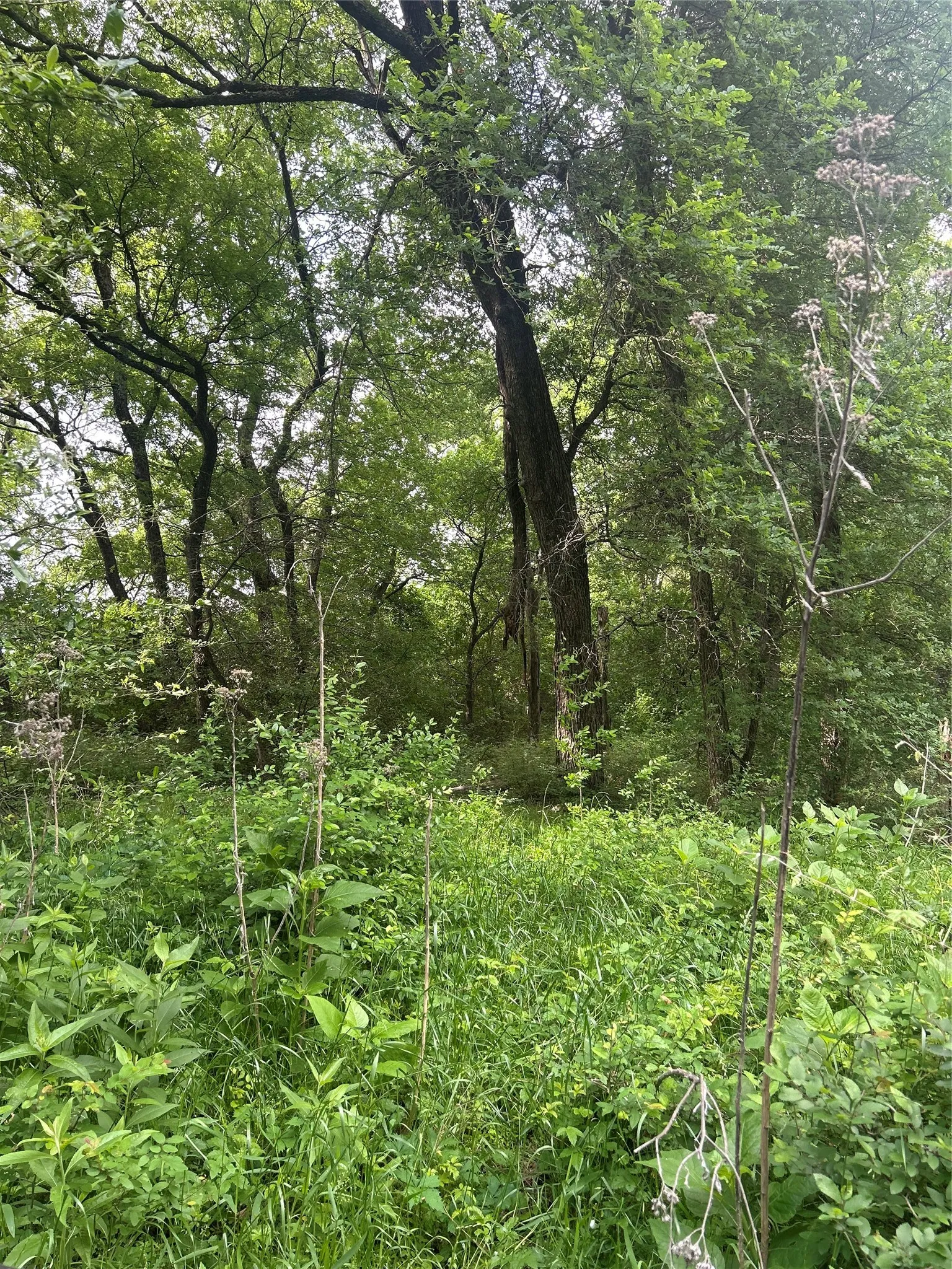 Unimproved Land For Sale in Hill County , TBD HCR 3352, Hubbard, Texas 76648, 0, 0, Garage spaces, 0 Sqft, built in 0, mls#21244628, Real Estate Agent in Hubbard, Homes For Sale in Hill county, Homes For Sale in Hubbard, Realtor in Hubbard Texas, Real Estate Brokerage Independent Realty Texas, Luminita Cordes Realtor