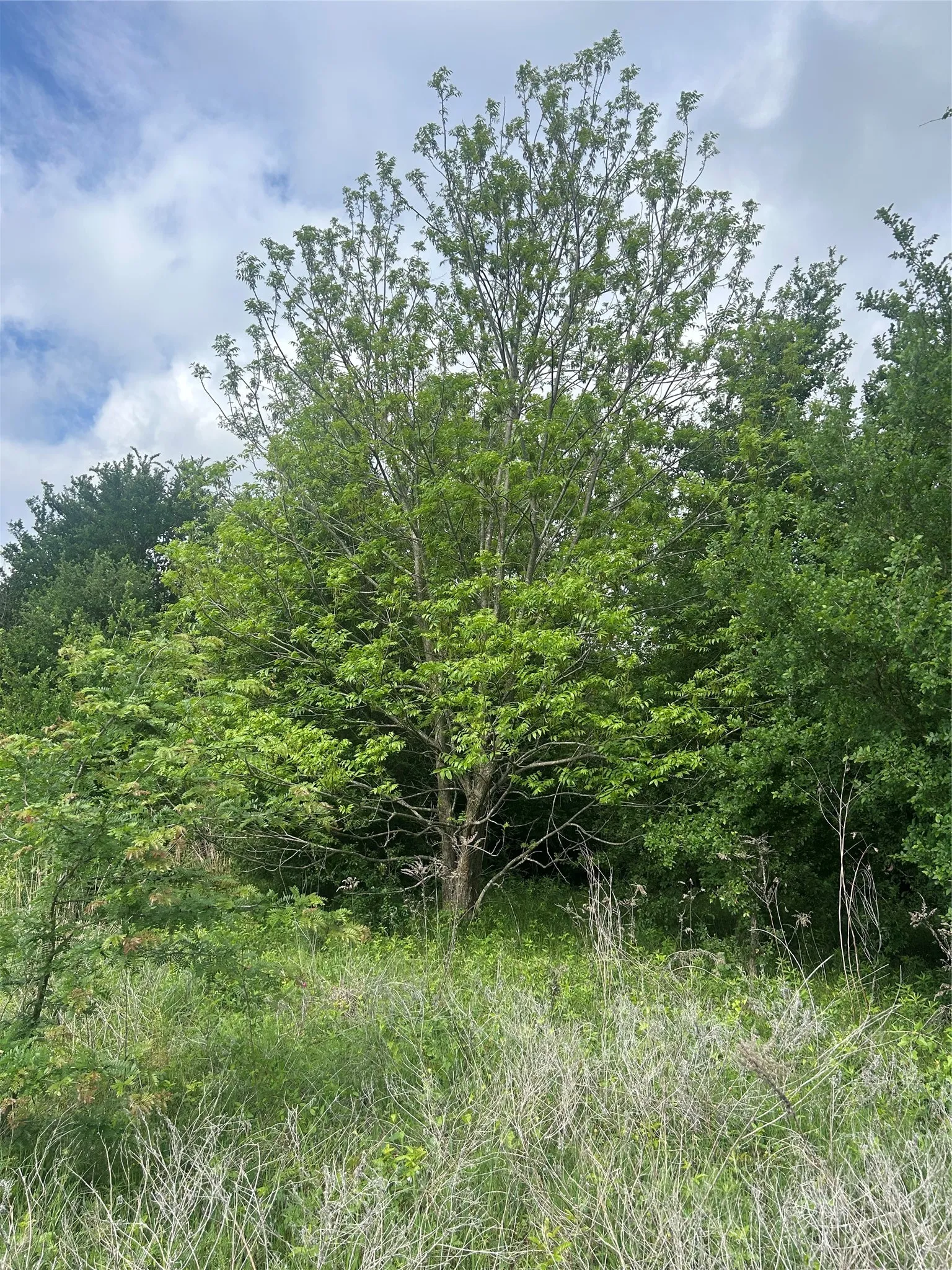 Unimproved Land For Sale in Hill County , TBD HCR 3352, Hubbard, Texas 76648, 0, 0, Garage spaces, 0 Sqft, built in 0, mls#21244628, Real Estate Agent in Hubbard, Homes For Sale in Hill county, Homes For Sale in Hubbard, Realtor in Hubbard Texas, Real Estate Brokerage Independent Realty Texas, Luminita Cordes Realtor