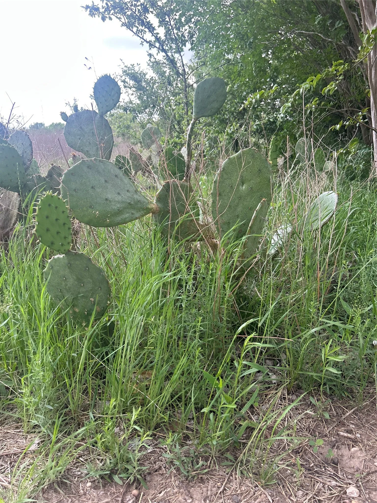 Unimproved Land For Sale in Hill County , TBD HCR 3352, Hubbard, Texas 76648, 0, 0, Garage spaces, 0 Sqft, built in 0, mls#21244628, Real Estate Agent in Hubbard, Homes For Sale in Hill county, Homes For Sale in Hubbard, Realtor in Hubbard Texas, Real Estate Brokerage Independent Realty Texas, Luminita Cordes Realtor