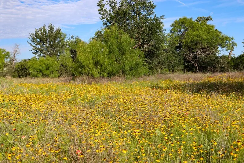 Farm For Sale in Burnet County , TBD Oak Ridge Tr, Kingsland, Texas 78639, 0, 0, Garage spaces, 0 Sqft, built in 0, mls#21244174, Real Estate Agent in Kingsland, Homes For Sale in Burnet county, Homes For Sale in Kingsland, Realtor in Kingsland Texas, Real Estate Brokerage Independent Realty Texas, Luminita Cordes Realtor