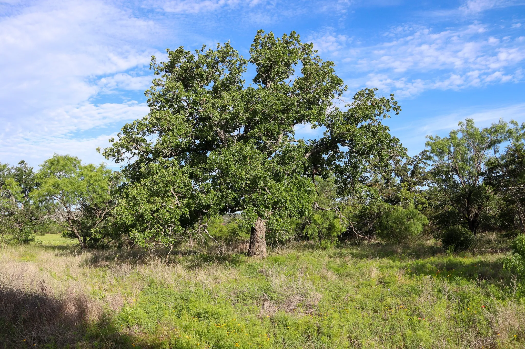 Farm For Sale in Burnet County , TBD Oak Ridge Tr, Kingsland, Texas 78639, 0, 0, Garage spaces, 0 Sqft, built in 0, mls#21244174, Real Estate Agent in Kingsland, Homes For Sale in Burnet county, Homes For Sale in Kingsland, Realtor in Kingsland Texas, Real Estate Brokerage Independent Realty Texas, Luminita Cordes Realtor