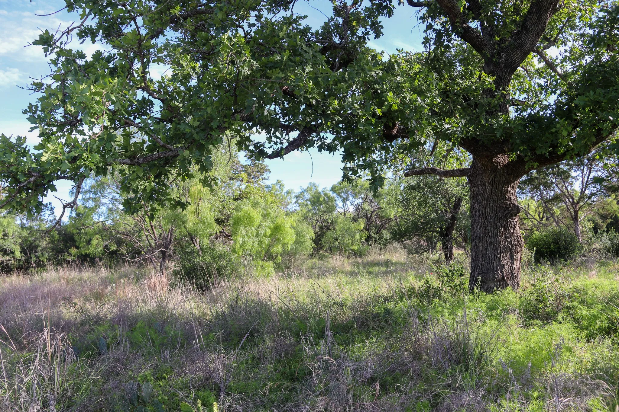 Farm For Sale in Burnet County , TBD Oak Ridge Tr, Kingsland, Texas 78639, 0, 0, Garage spaces, 0 Sqft, built in 0, mls#21244174, Real Estate Agent in Kingsland, Homes For Sale in Burnet county, Homes For Sale in Kingsland, Realtor in Kingsland Texas, Real Estate Brokerage Independent Realty Texas, Luminita Cordes Realtor