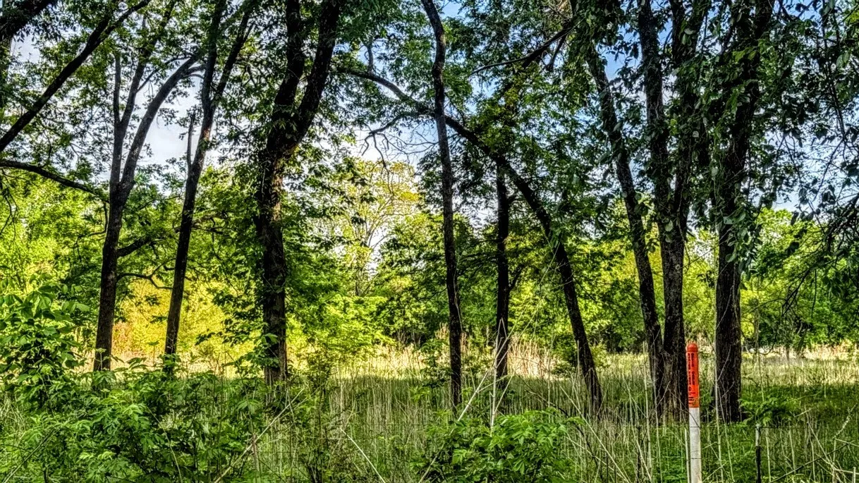 Wooded landscape featuring mature trees and varied foliage