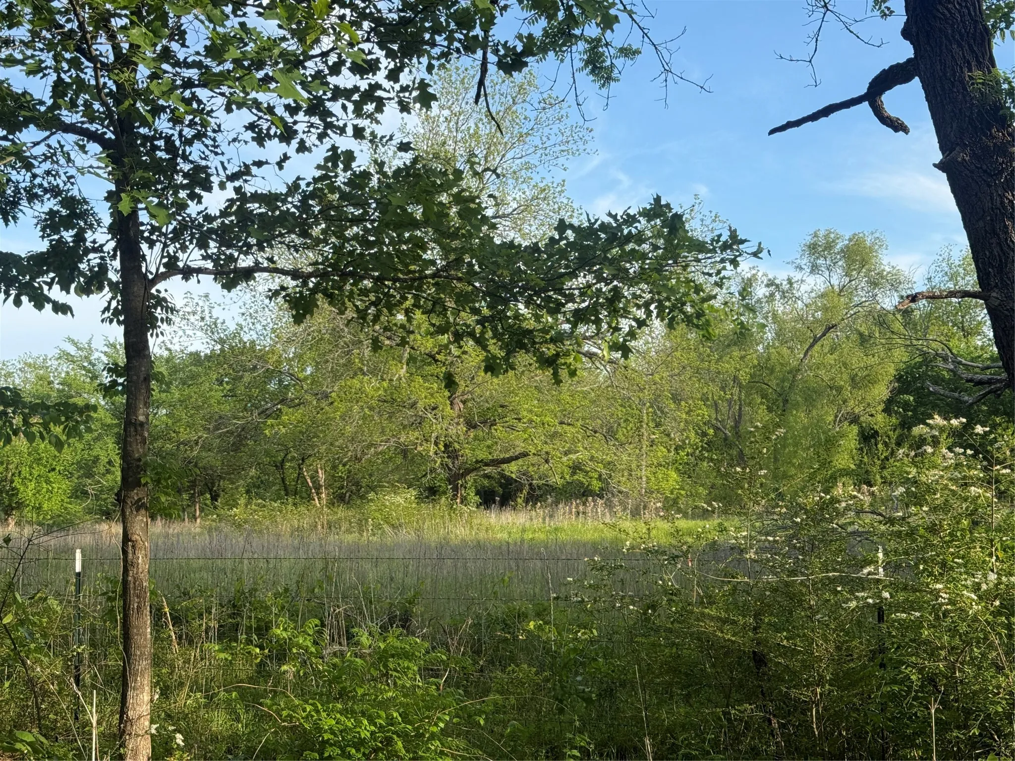 Expansive natural landscape with mature trees and diverse foliage