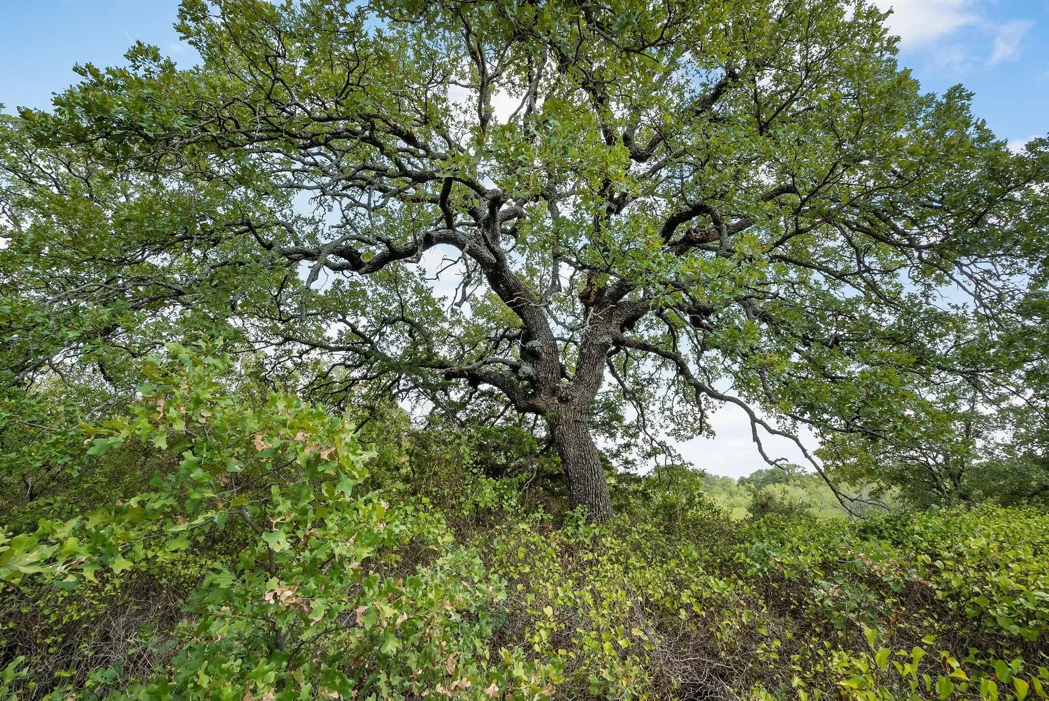 Unimproved Land For Sale in Jack County , Lot 13 Double B Ranch Road S, Perrin, Texas 76486, 0, 0, Garage spaces, 0 Sqft, built in 0, mls#21246282, Real Estate Agent in Perrin, Homes For Sale in Jack county, Homes For Sale in Perrin, Realtor in Perrin Texas, Real Estate Brokerage Independent Realty Texas, Luminita Cordes Realtor