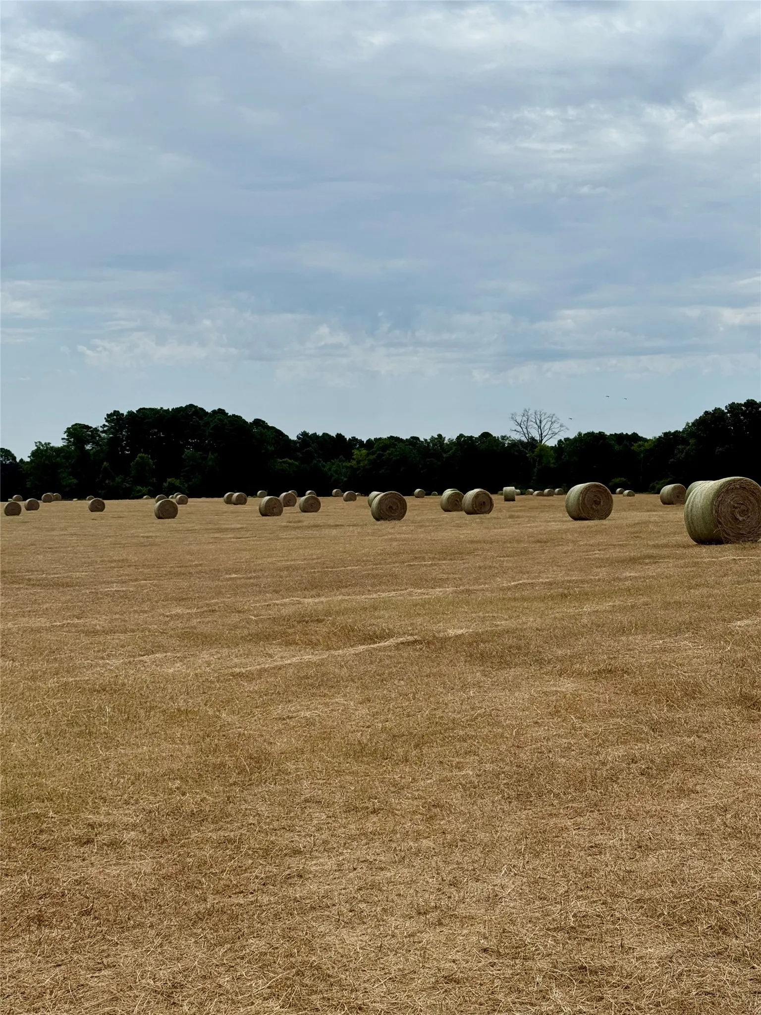 Unimproved Land For Sale in Wood County , 2852 FM 312, Winnsboro, Texas 75494, 0, 0, Garage spaces, 0 Sqft, built in 0, mls#21244511, Real Estate Agent in Winnsboro, Homes For Sale in Wood county, Homes For Sale in Winnsboro, Realtor in Winnsboro Texas, Real Estate Brokerage Independent Realty Texas, Luminita Cordes Realtor