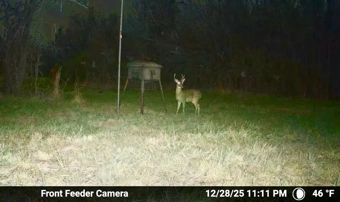Buck